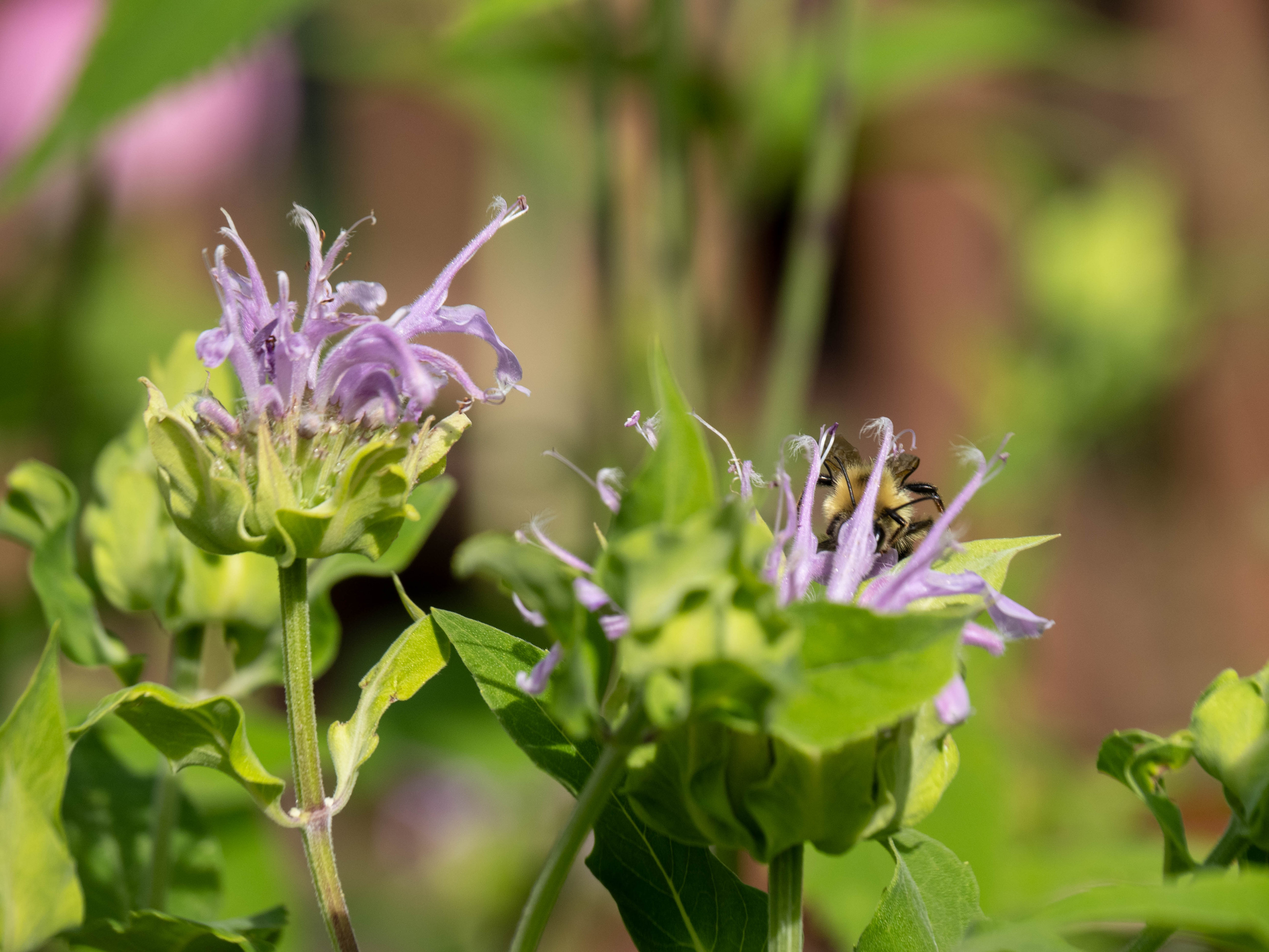 Two blooms of lilac wild bergamot seen from underneath/behind. A big bumblebee is barely visible, its whole body being inside one of the blooms.