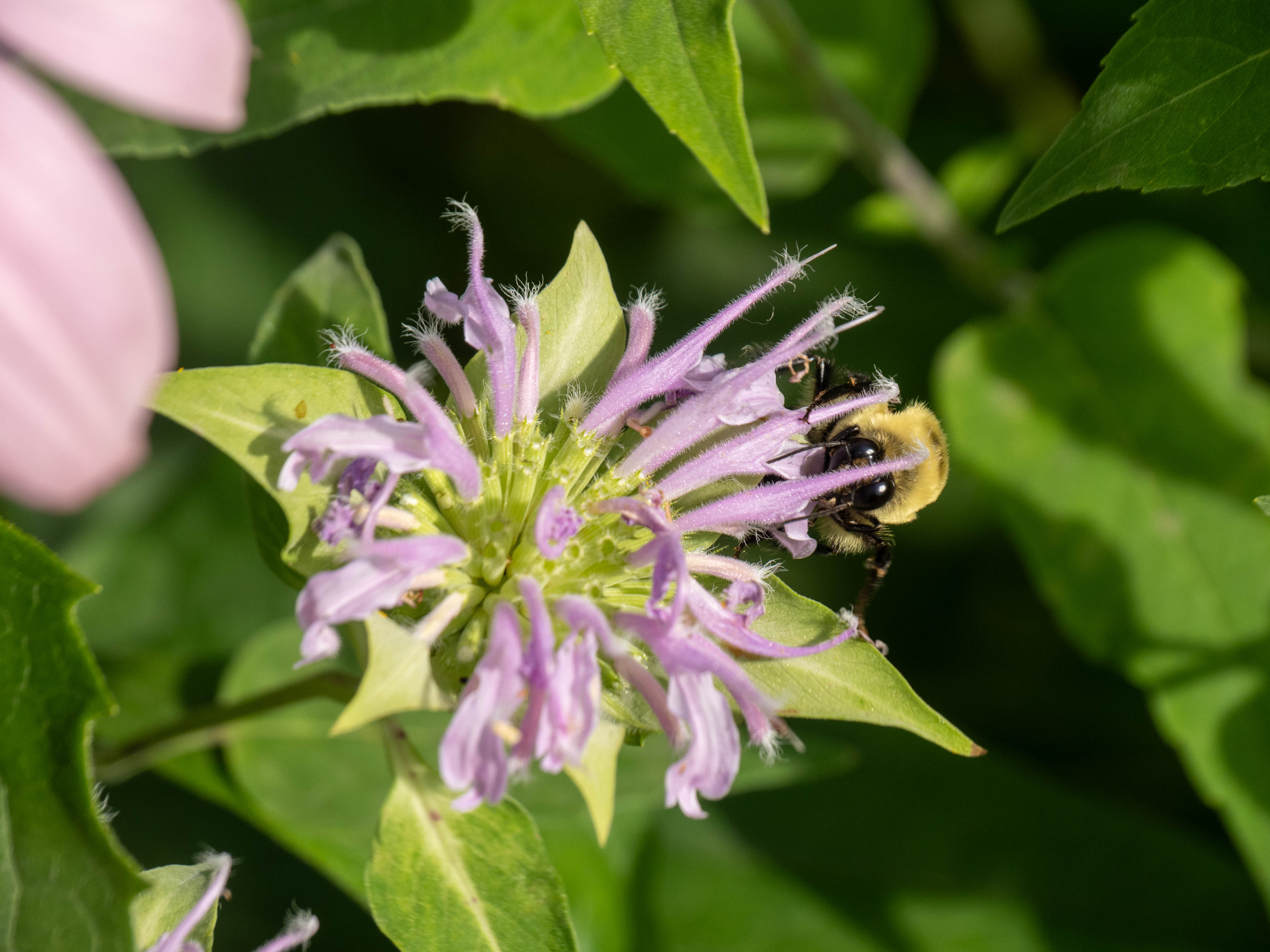 One bergamot bloom, slightly spent (the middle is green and not lilac anymore). A bumblebee is eating nectar in one of the tubes, each eye on each side of one tube. Almost looks like a spider like that??