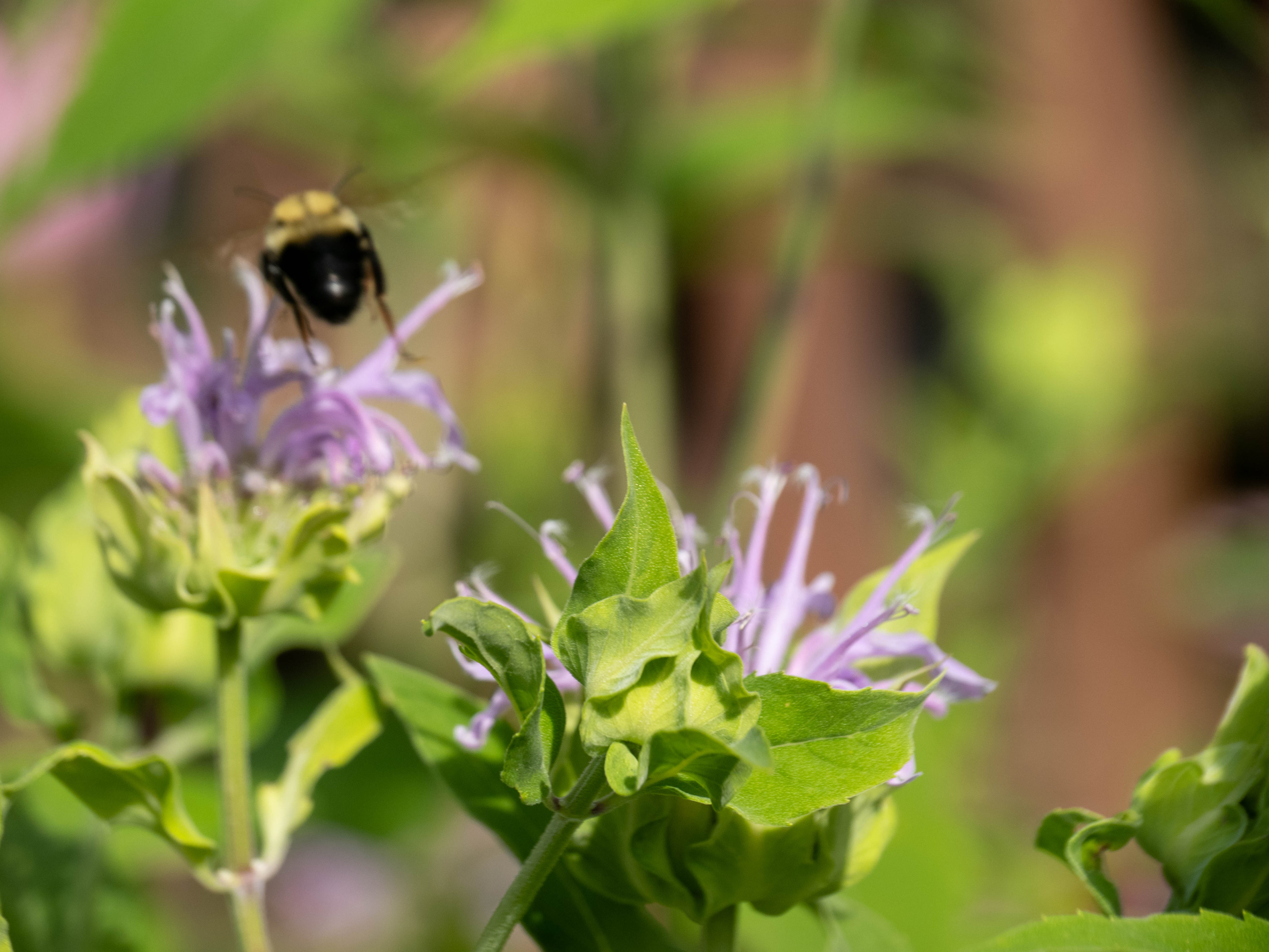 The bumblebee is leaving for another bergamot bloom, we see its blurry butt while it's flying away