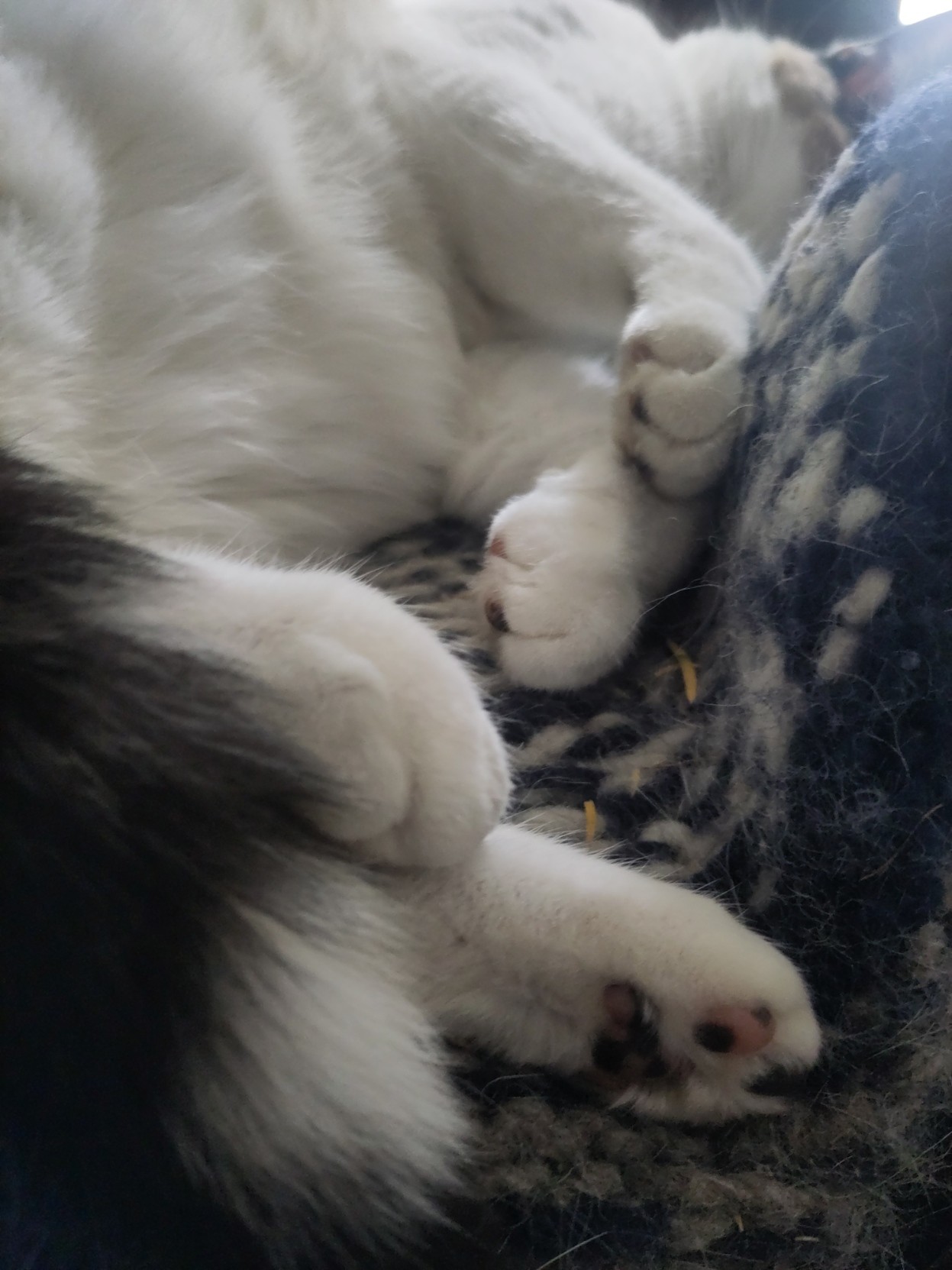 closeup of Lainey the calico's soft white belly and paws while she sleeps so peacefully