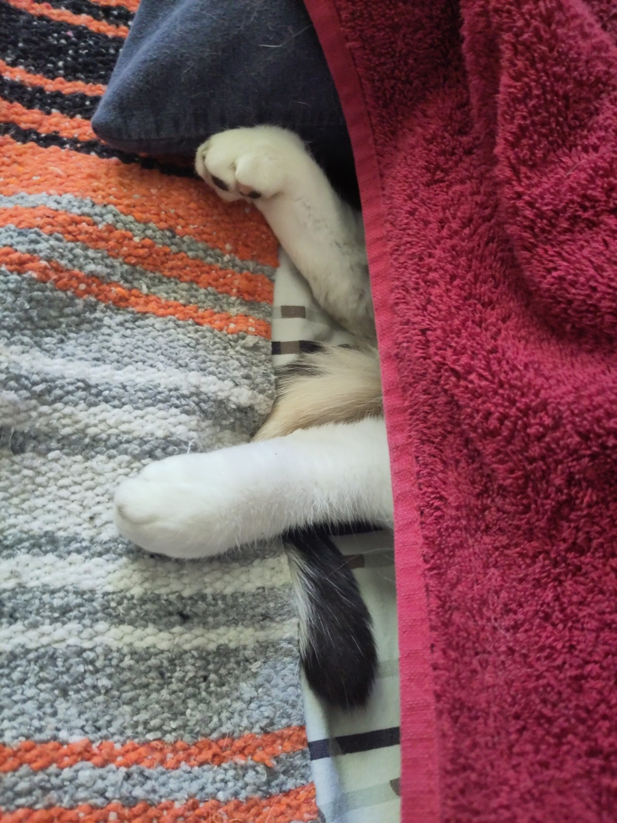 the bottom of a pillow fort made of pillows and a red-ish towel two cat feet and some tail stick out, one cat foot is cricked a bit. the impression is of a cat that is deeply asleep