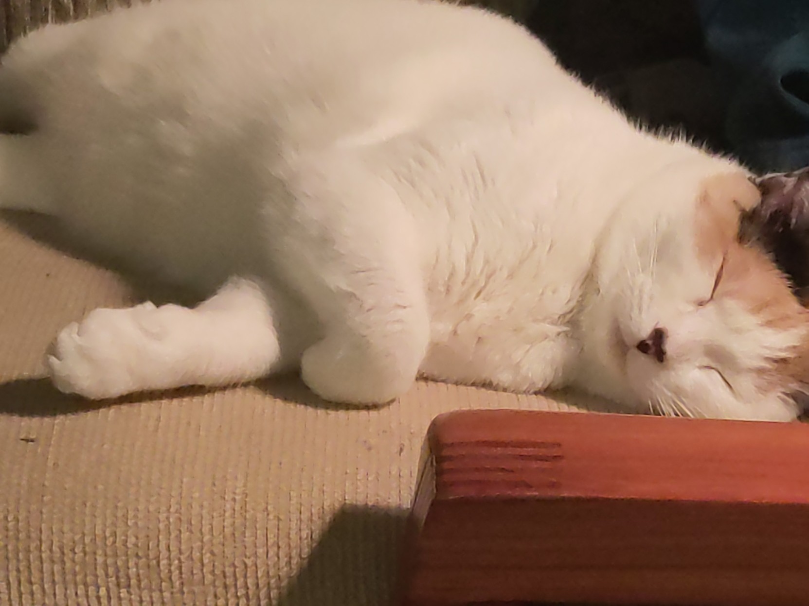 Lainey the calico cat lies on her left side sleeping on a sofa with a wooden armrest in front of her, her right front paw cricked over her left front paw, her eyes are closed and she looks so super peaceful