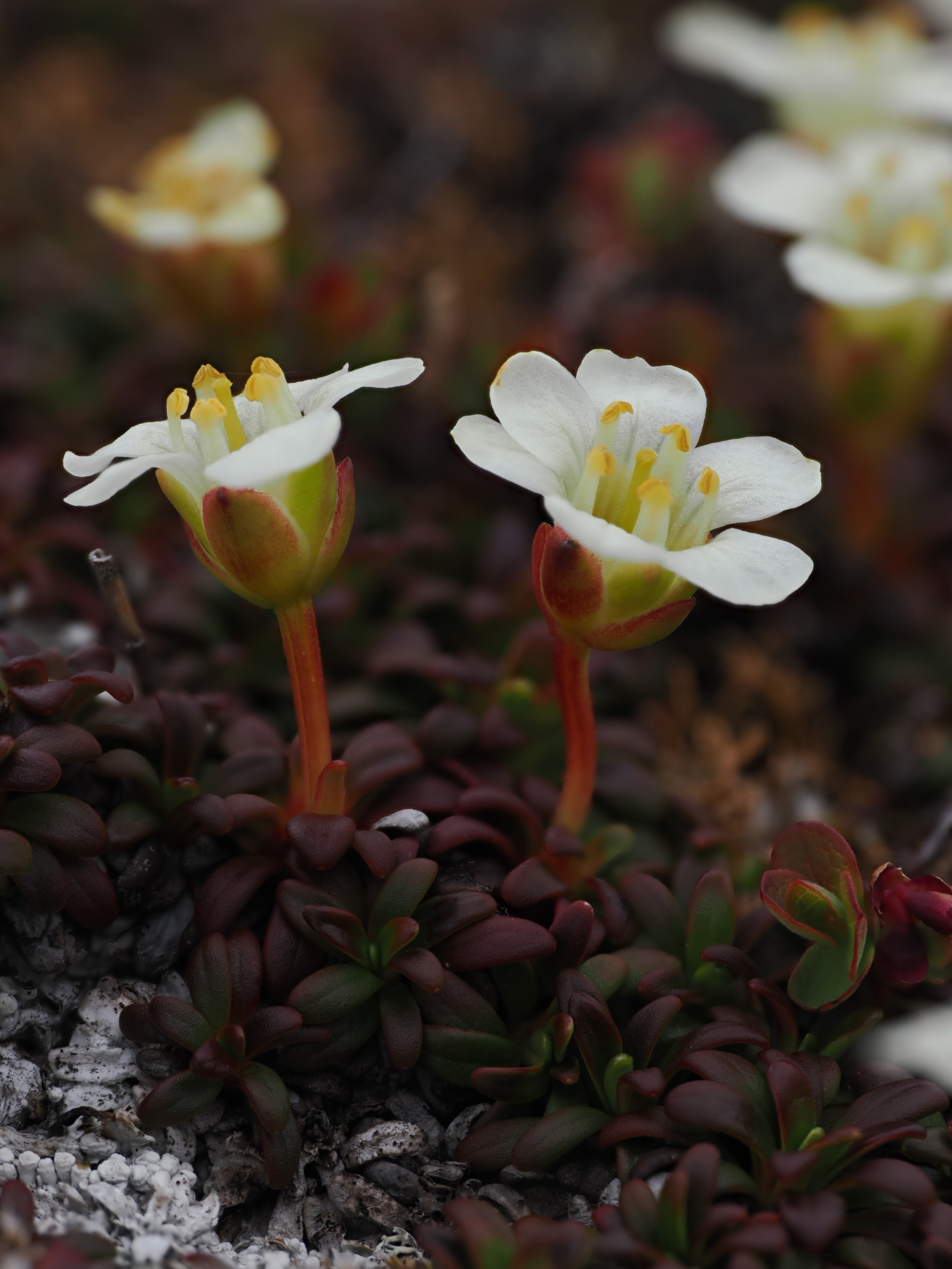 Two white flowers angled up and slightly away from each other, held above a carpet of reddish round leaves.