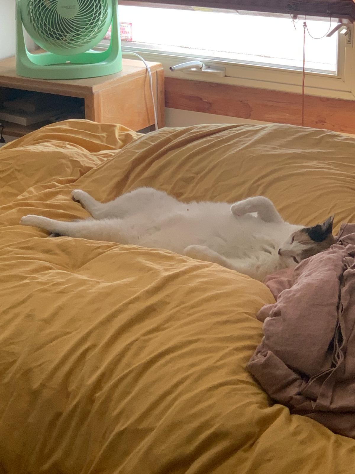Lainey the calico cat sleeps in the very centre of a big yellow duvet, on her back full belly exposed and front paws cricked, like a princess