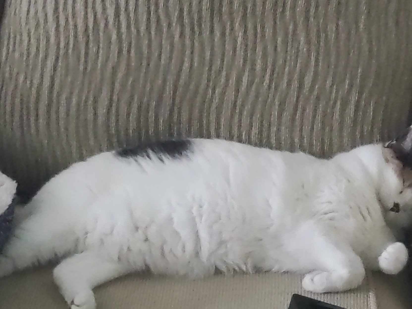 Lainey the calico cat sleeps on her left side on a sofa, belllly exposed, eyes closed, left front paw stuck up in the air
