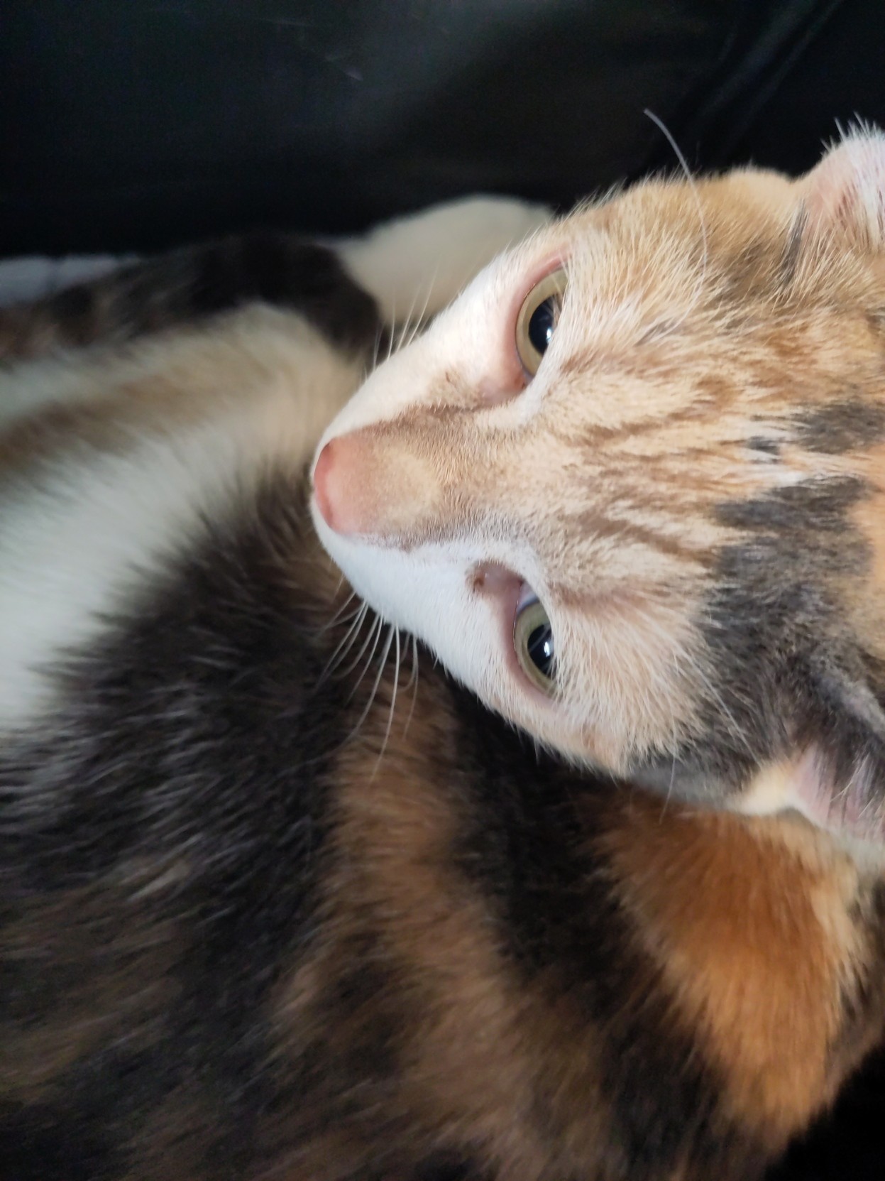 Suzanna the calico cat in her carrier seen from above, she is looking up and looks sooo pretty