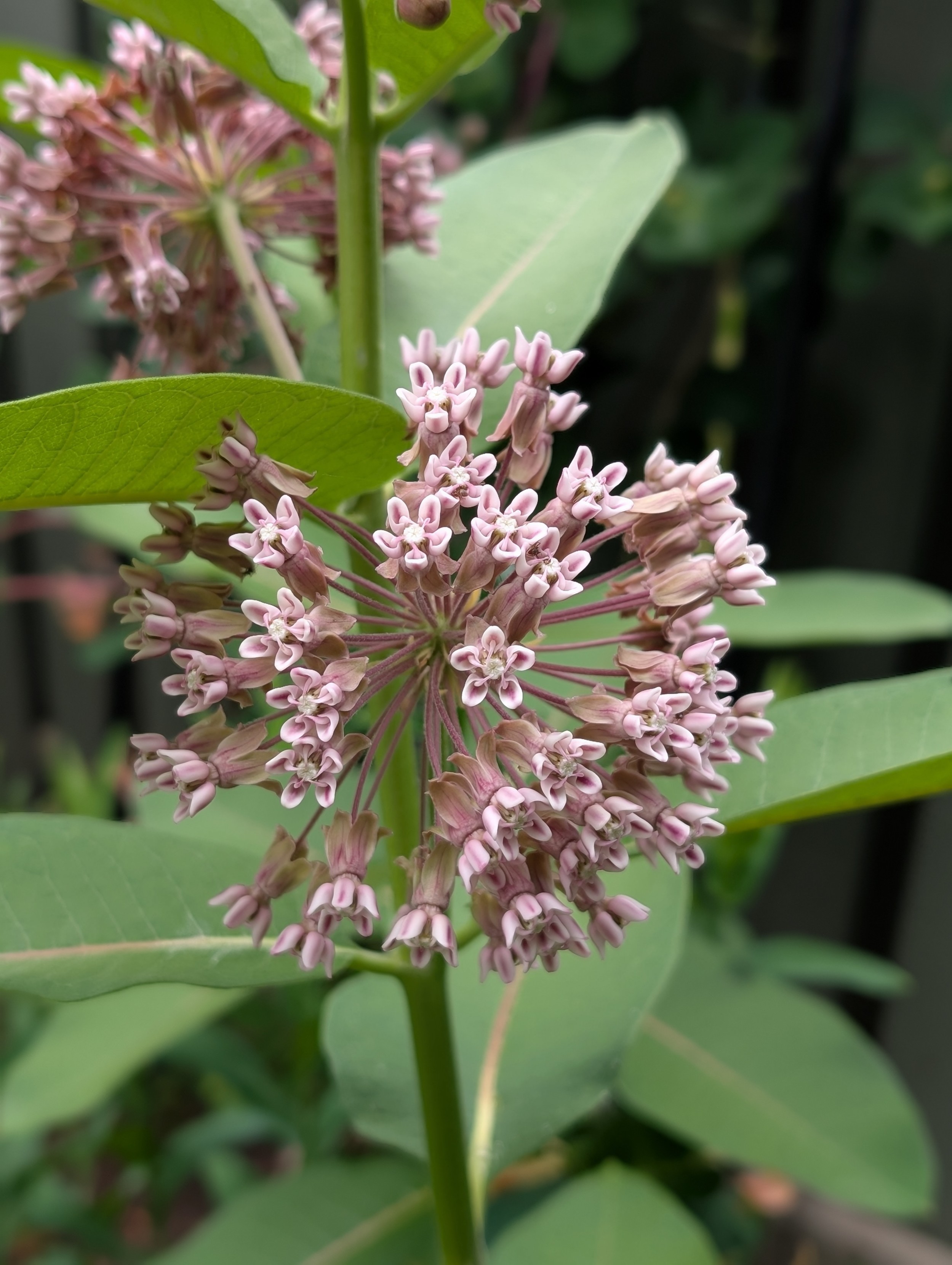 One head of common milkweed blooms, dozens of small pink flowers. They smell similar to lilac