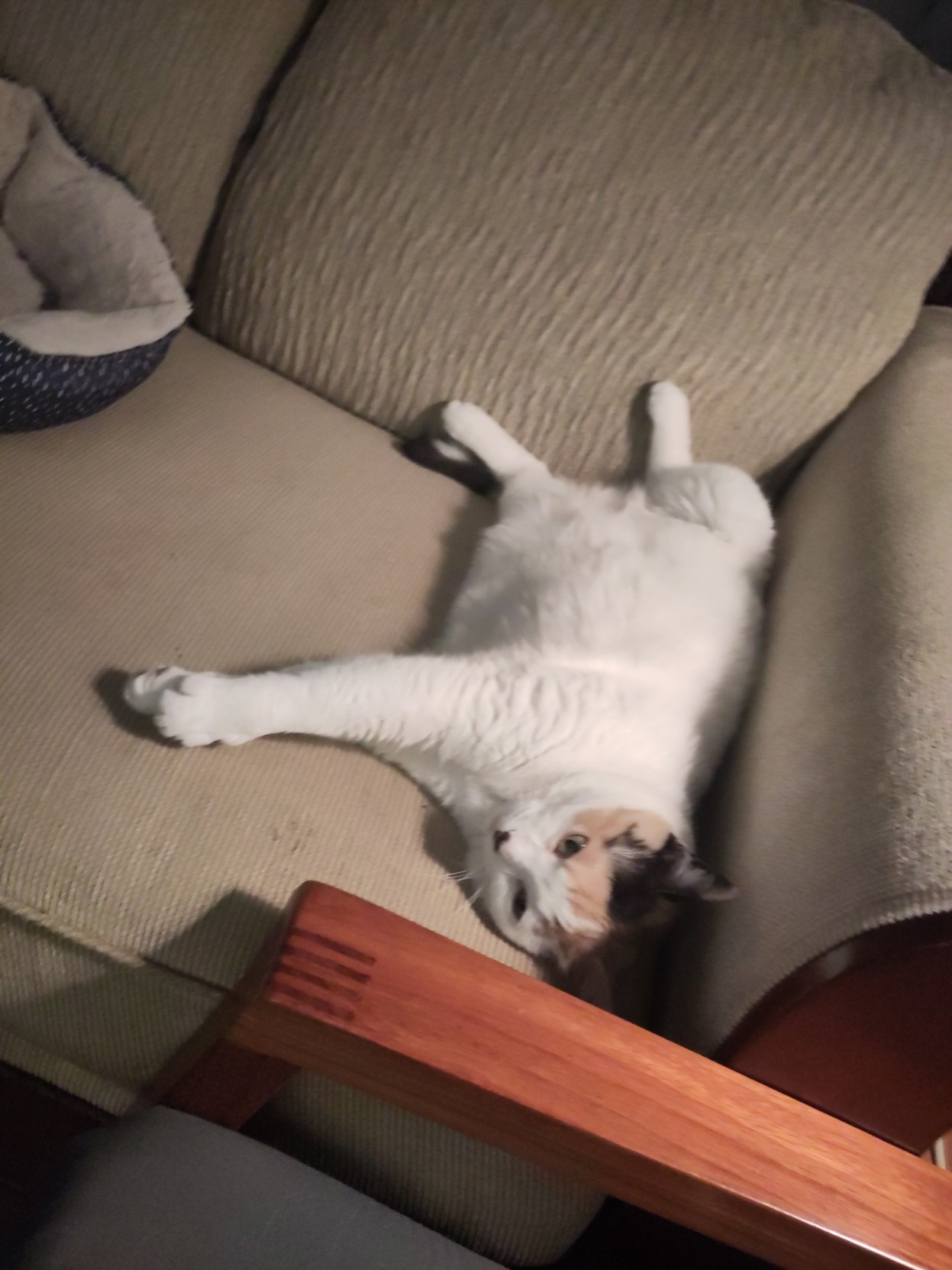 Lainey the calico lies on her back, her back legs pointing mostly up, her front paws are together to the side, her eyes are open and she is looking at the camera like she was just woken up (she was)