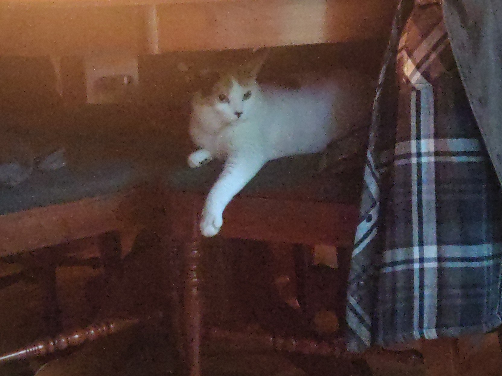 Lainey the mostly white calico cat sits on a chair that is tucked under a table, a checkered jacket hangs over the back of the chair.  somehow the scene looks like it is from the eighties.  Lainey's front left paw is stretched out and it looks like she is striking a model's pose, while looking intensely at something