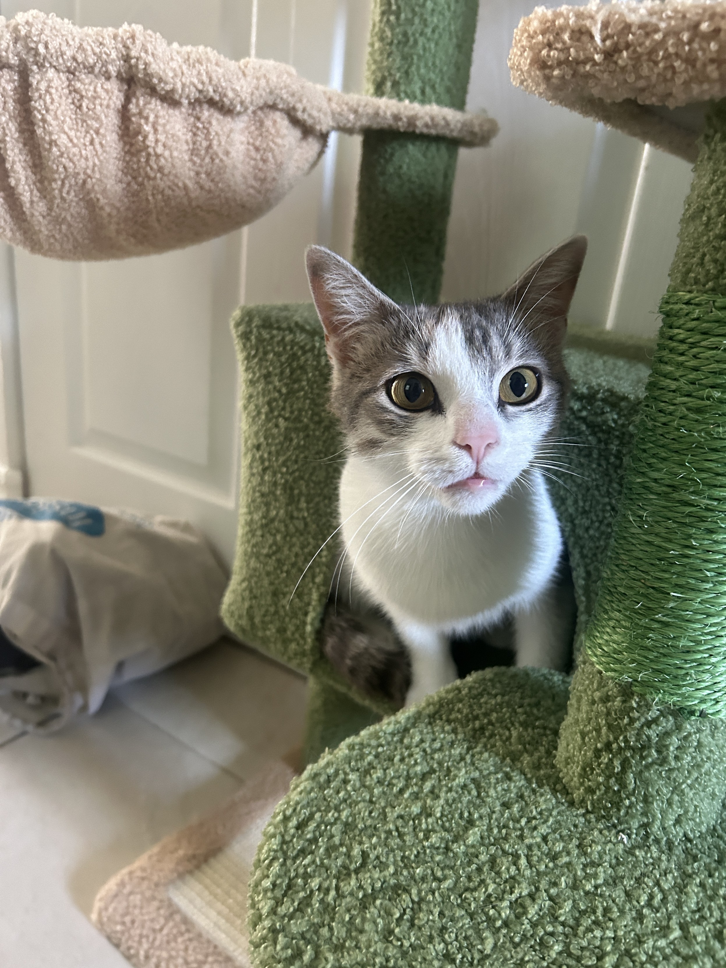 A cat peeking out of a cat tower with a look of complete surprise that you found her. 
The cat is white with grey brown patches on her head. Her little nose is pink. The tower is green.