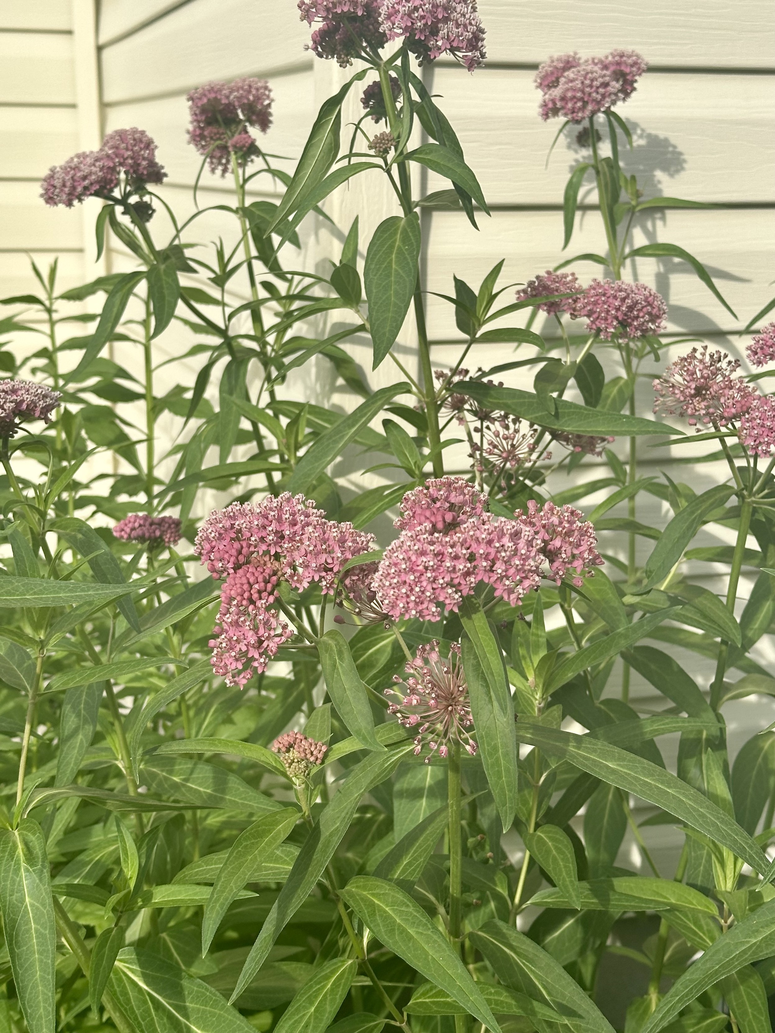 Tall green stems with a cluster of pink tight flowers on the top. They are in front of yellow siding on a house.