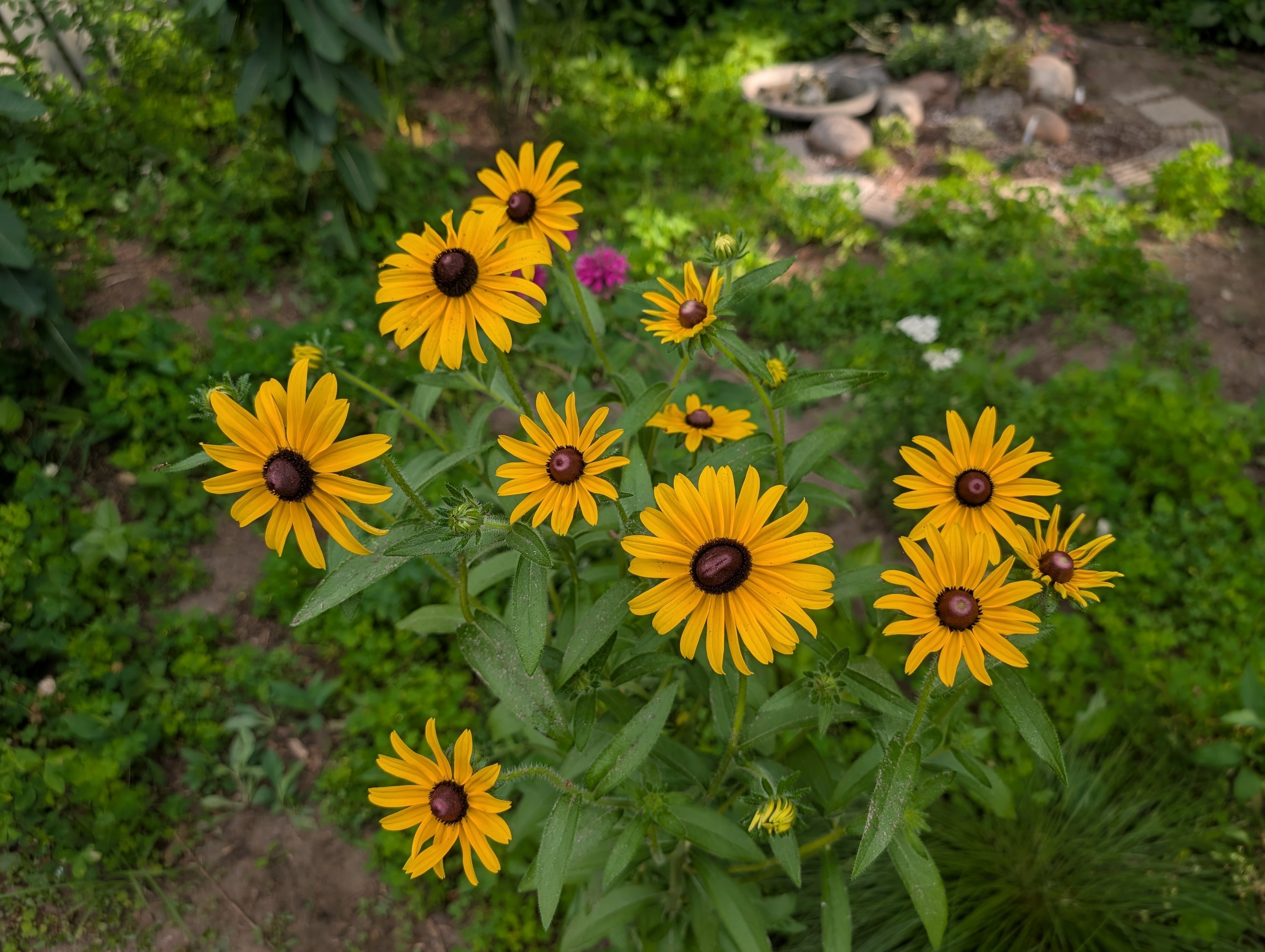 A bunch of about a dozen yellow flowers with brown centers, aimed at the sun