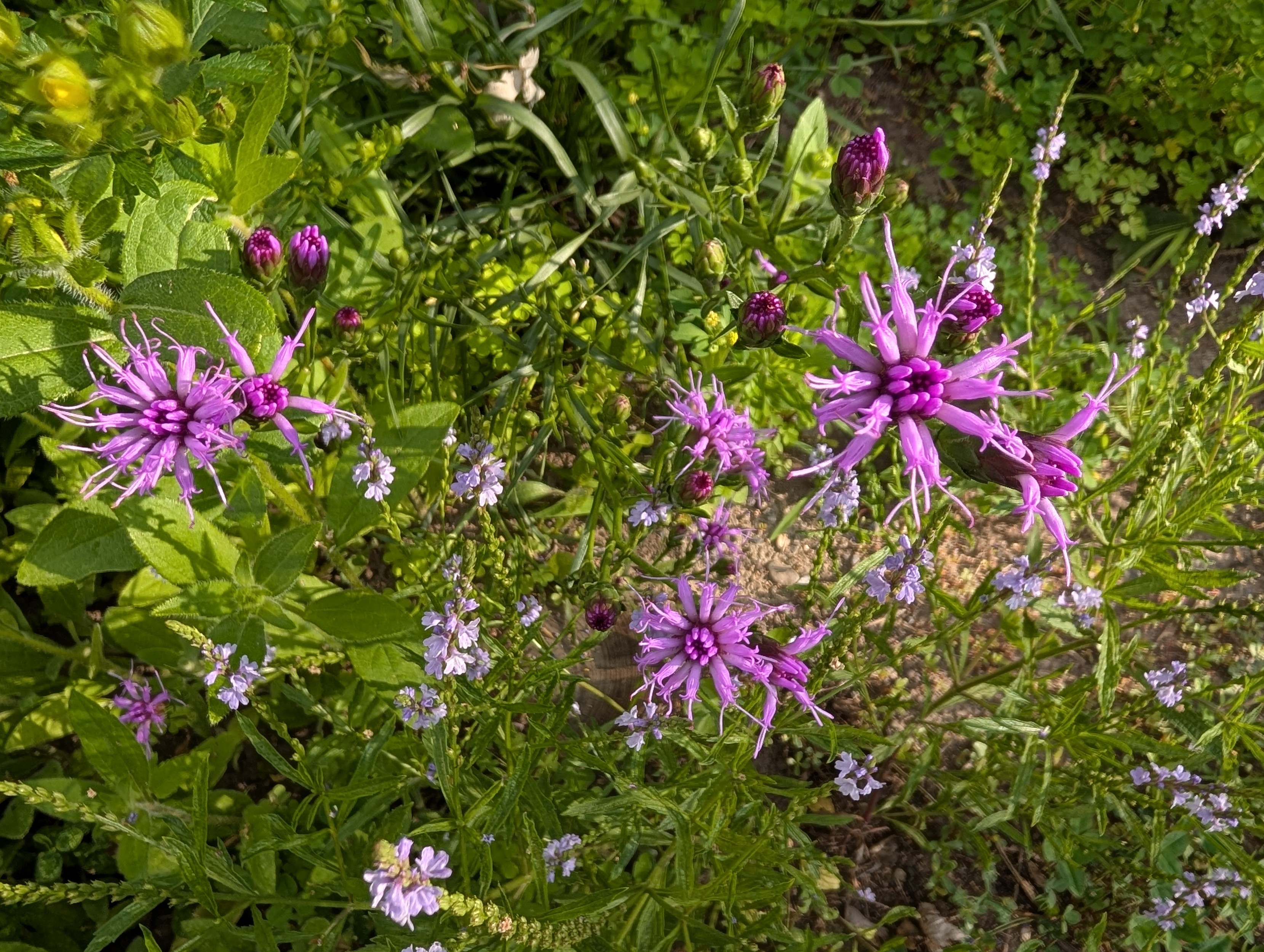 A mix of star shaped purple liatris mixed with spikes of tiny little blue flowers