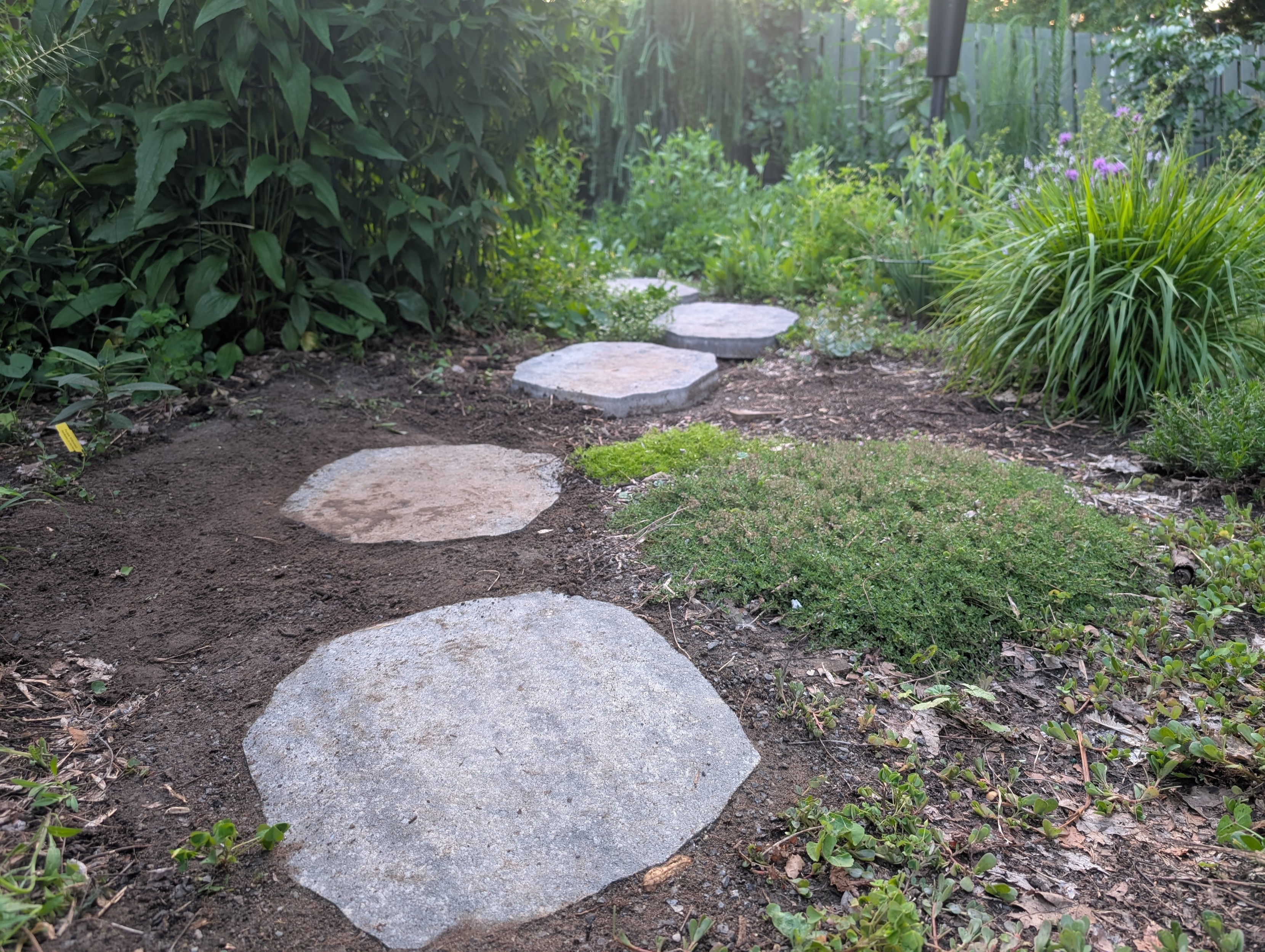 A backyard with two big gray stepping stones in the ground and three more not in the ground yet. There is thyme and moss and little bluestem and other native plants and weeds growing in a chaos