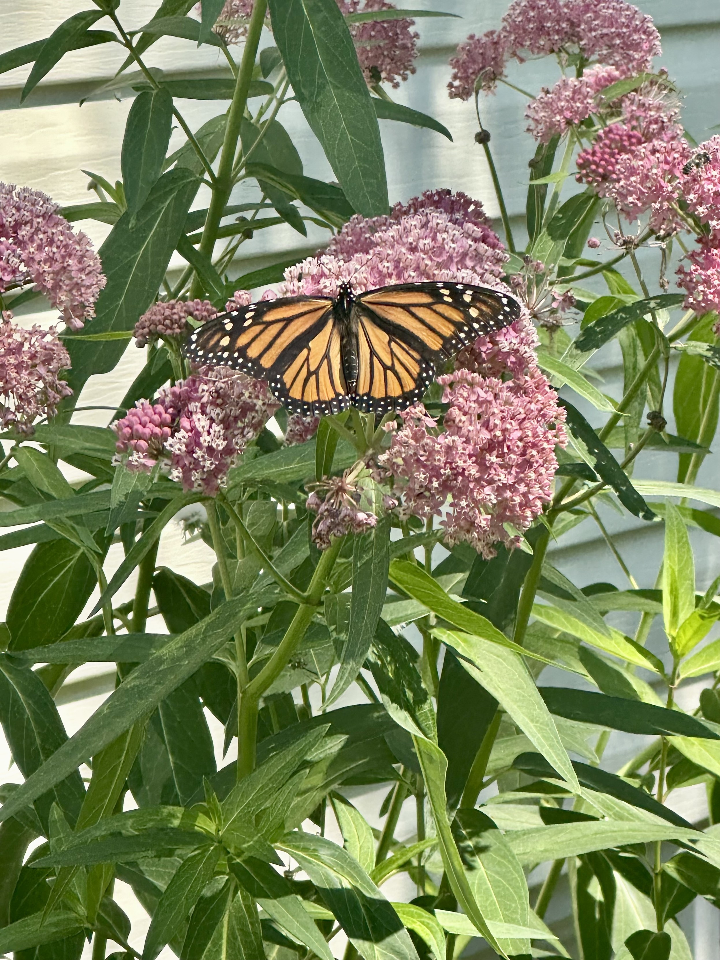 A green leaves plant with pink clustered flowers. The leaves are long, thin, and grow one above the other. In the middle of the frame is a butterfly with its wings open. It’s a monarch butterfly with orange and black striped wings. On the outer edge of the wings is white dots.