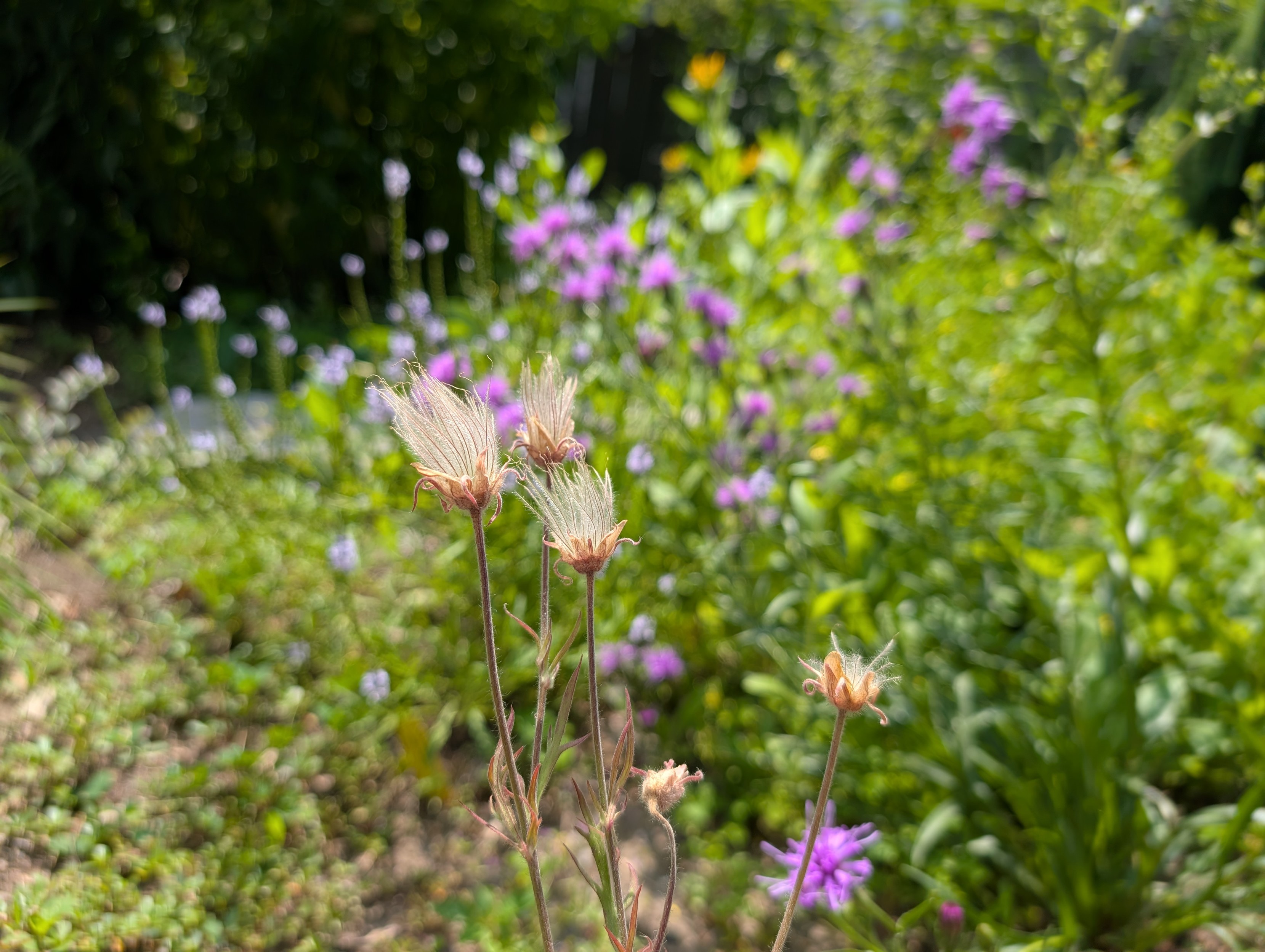 Some prairie smoke going to seed, looking like shiny long threads. Behind is lots of blurry blue narrow leaved vervain and purple cylindrical blazing star