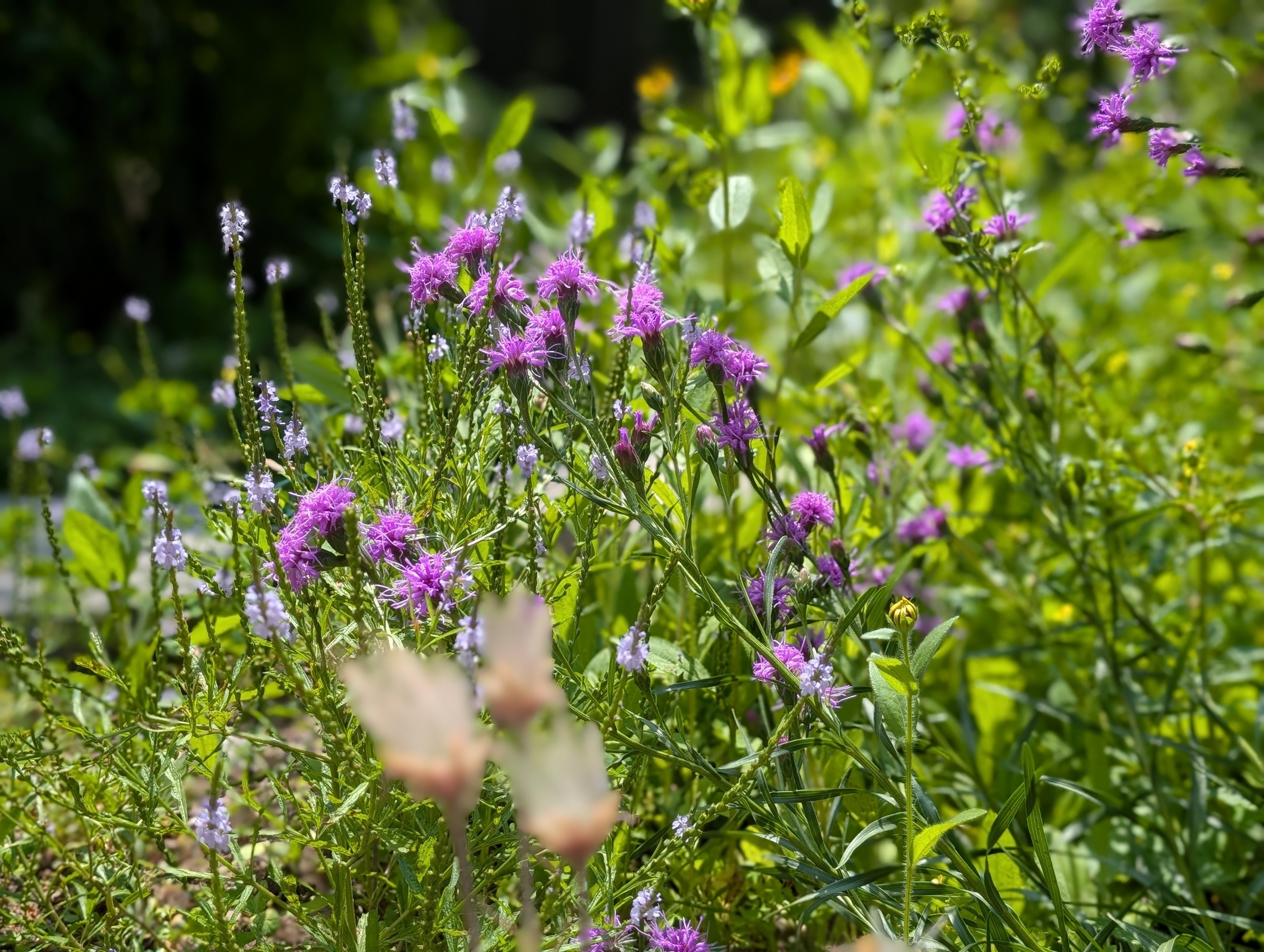 Same flowers as the precedent picture, but the focus is on the background blooms