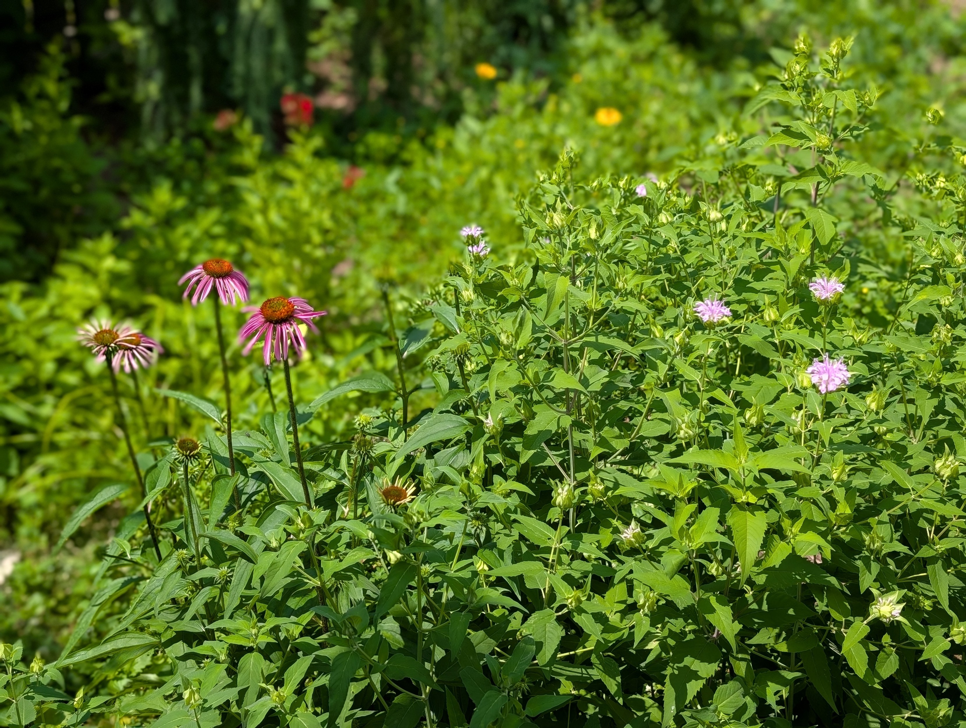 A big bush with three open pink coneflowers and a few lilac wild bergamot flowers

At the back, there is some blurry red cardinal and brown eyed Susan
