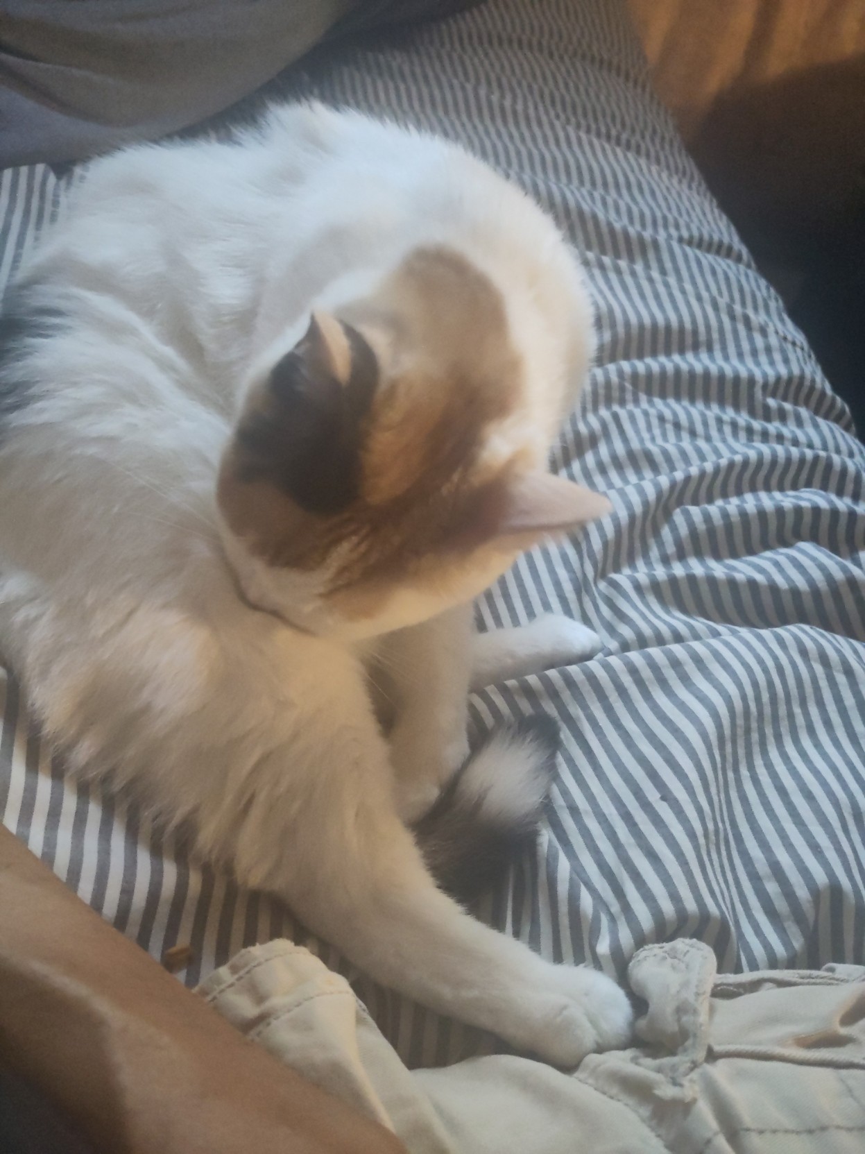 Lainey the calico sits on a striped bedspread vigorously cleaning a spot on her thigh such that her face is burried in her own thigh.  She is expressing EXTREME affection by touching the person sitting next to her with her paw