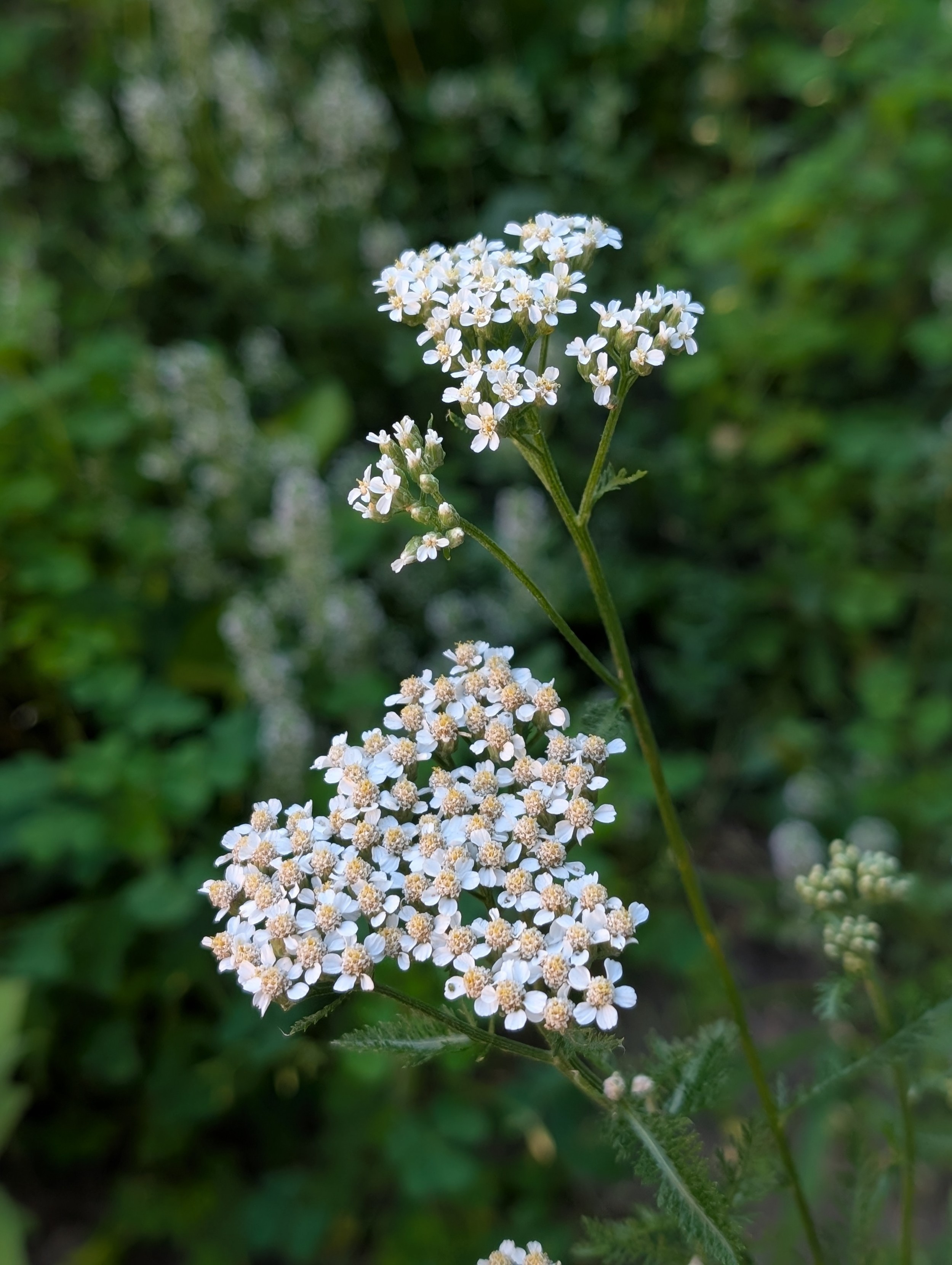 Two clusters of common Yarrow with tiny white flowers