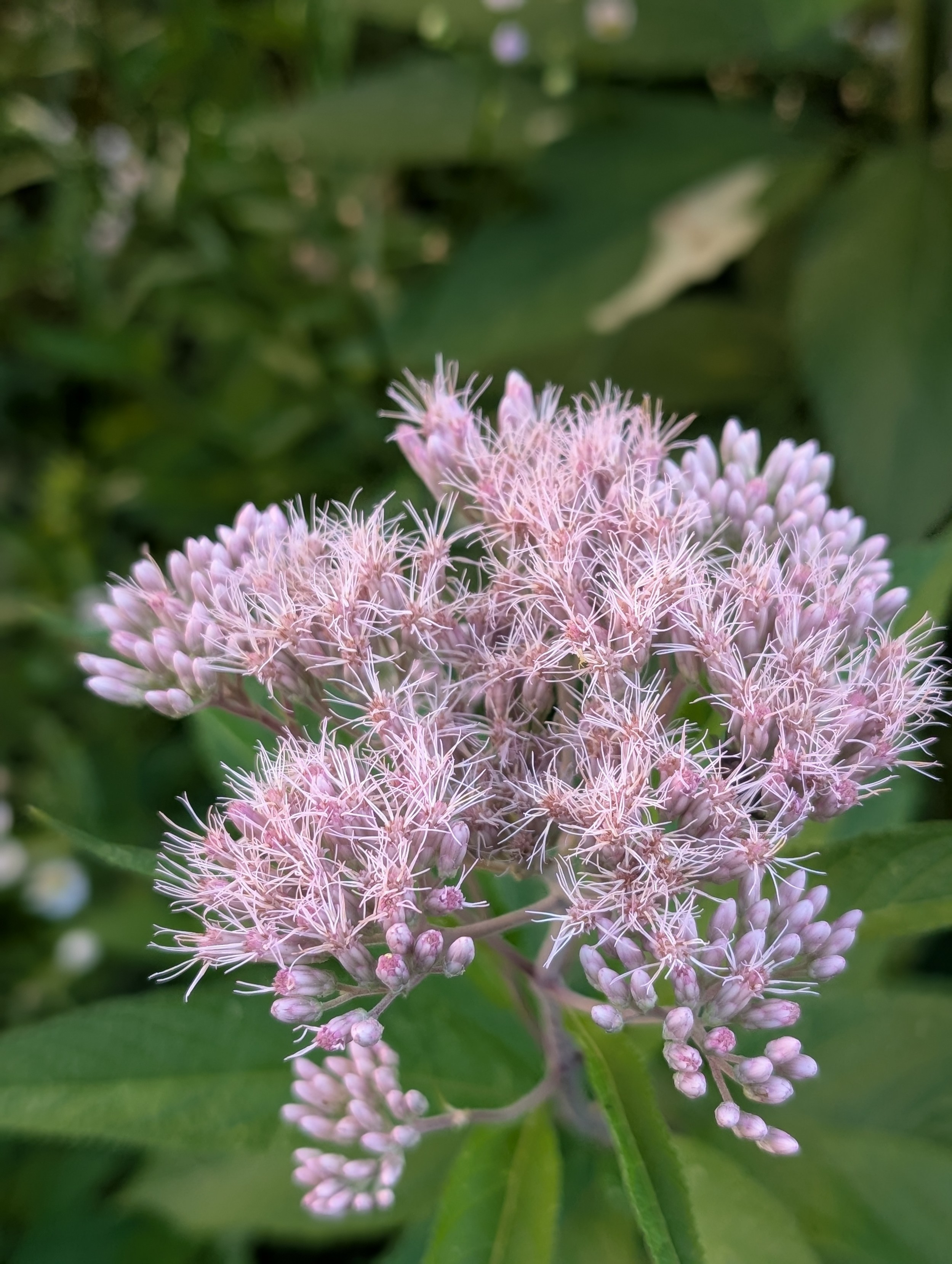A stem of spotted Joe pye, fluffy pink blooms