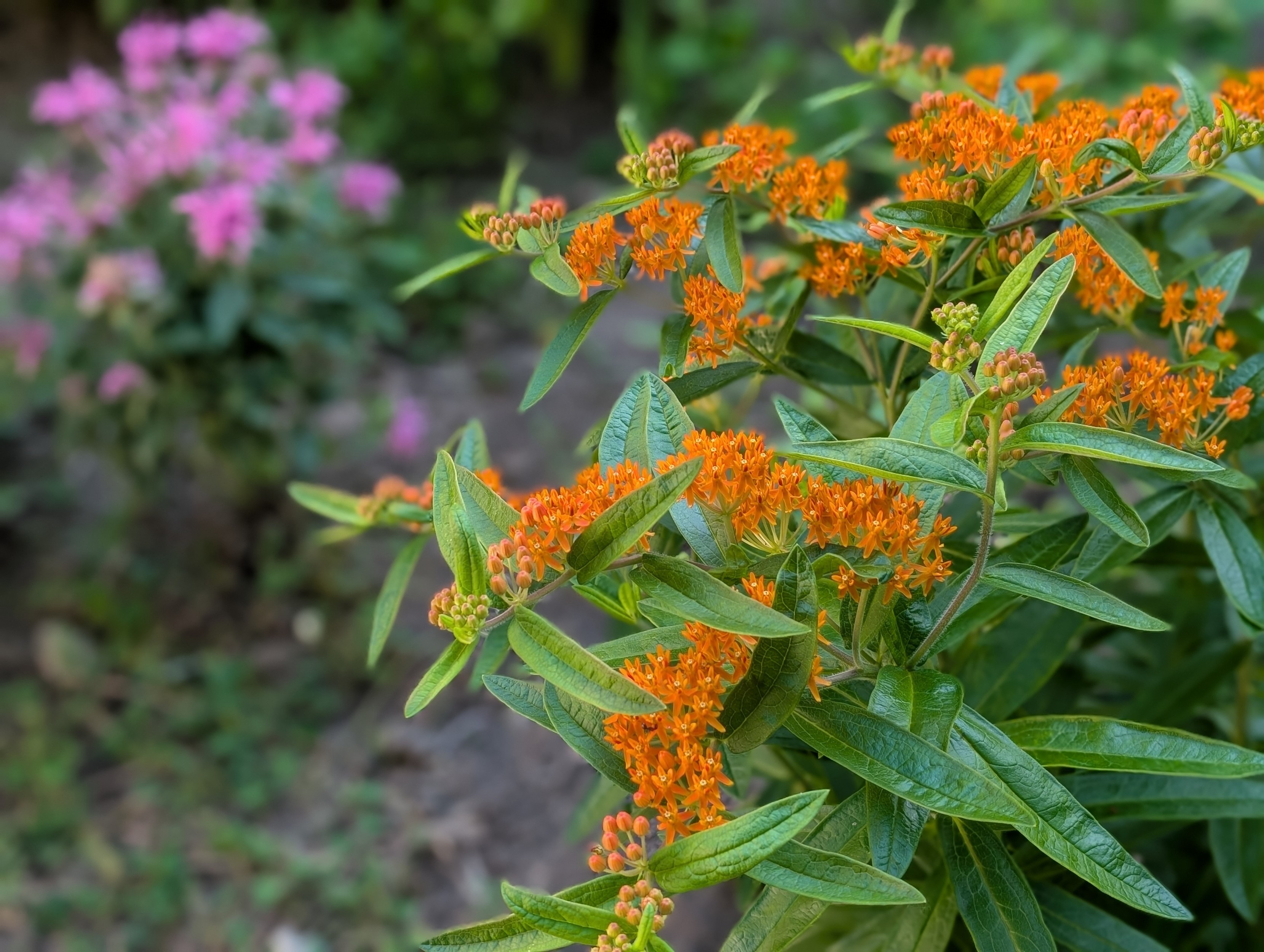Orange butterfly milkweed with a pink beebalm at the back