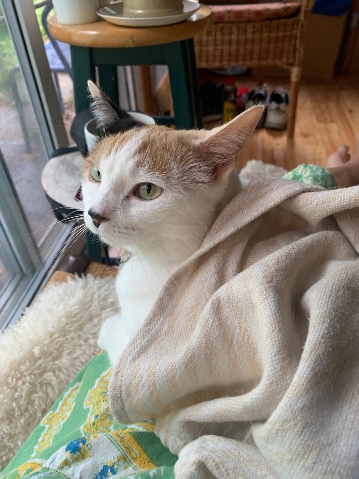 Lainey the mostly white calico sits on a lap (!) looking at the camera, while partly covered by a cloth that is used to dry off her wet body