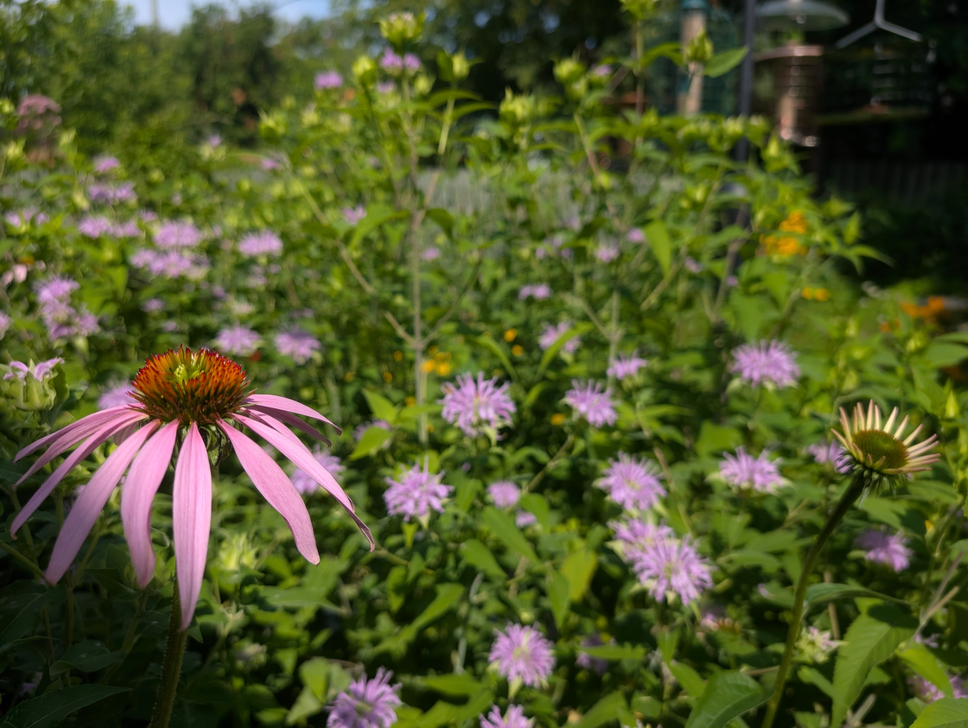 A bush of coneflowers and wild bergamot. Focus at the front on one pink comfort with lots of lilac bergamot blooms behind it