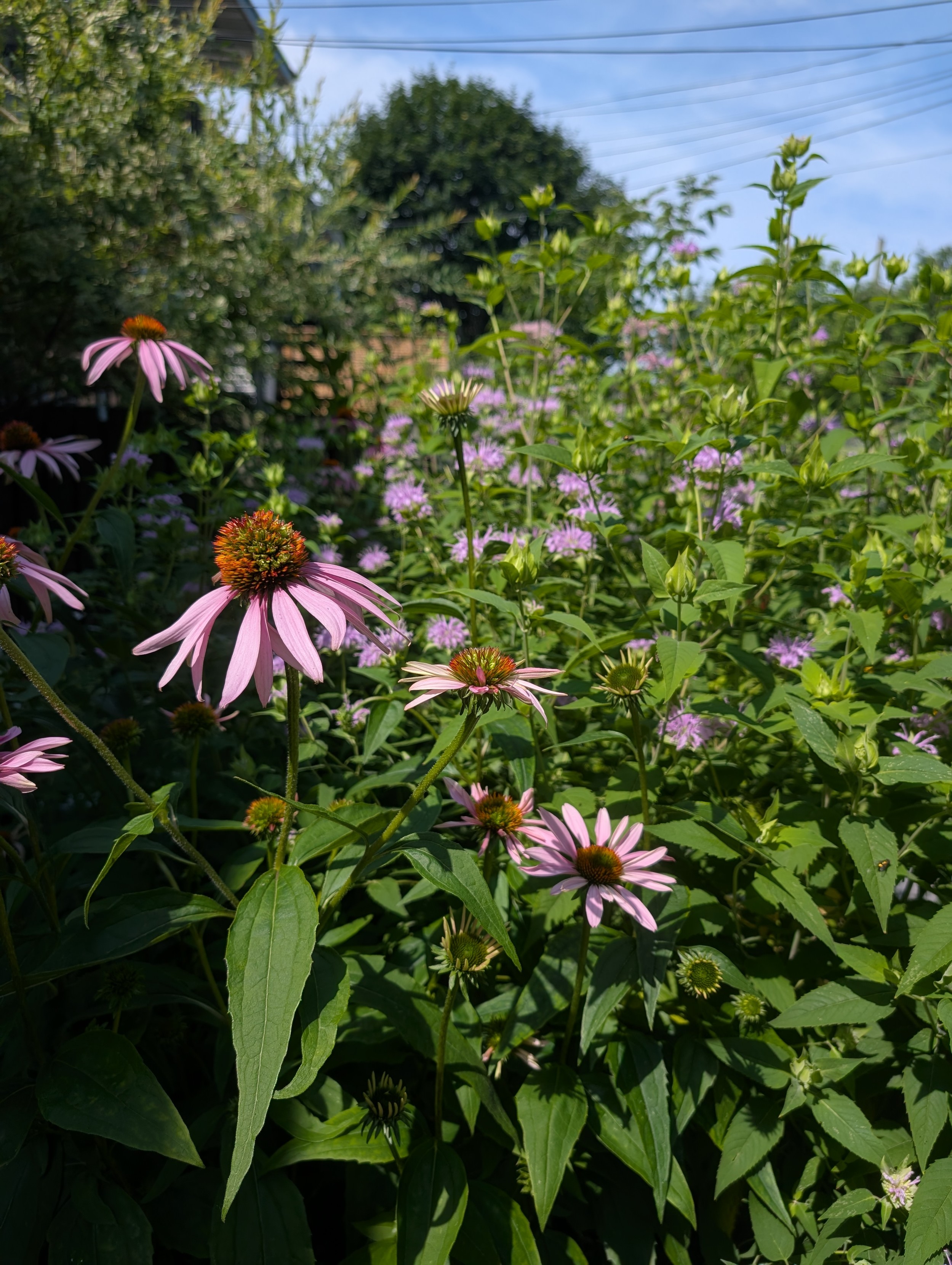 A bush of coneflowers and wild bergamot