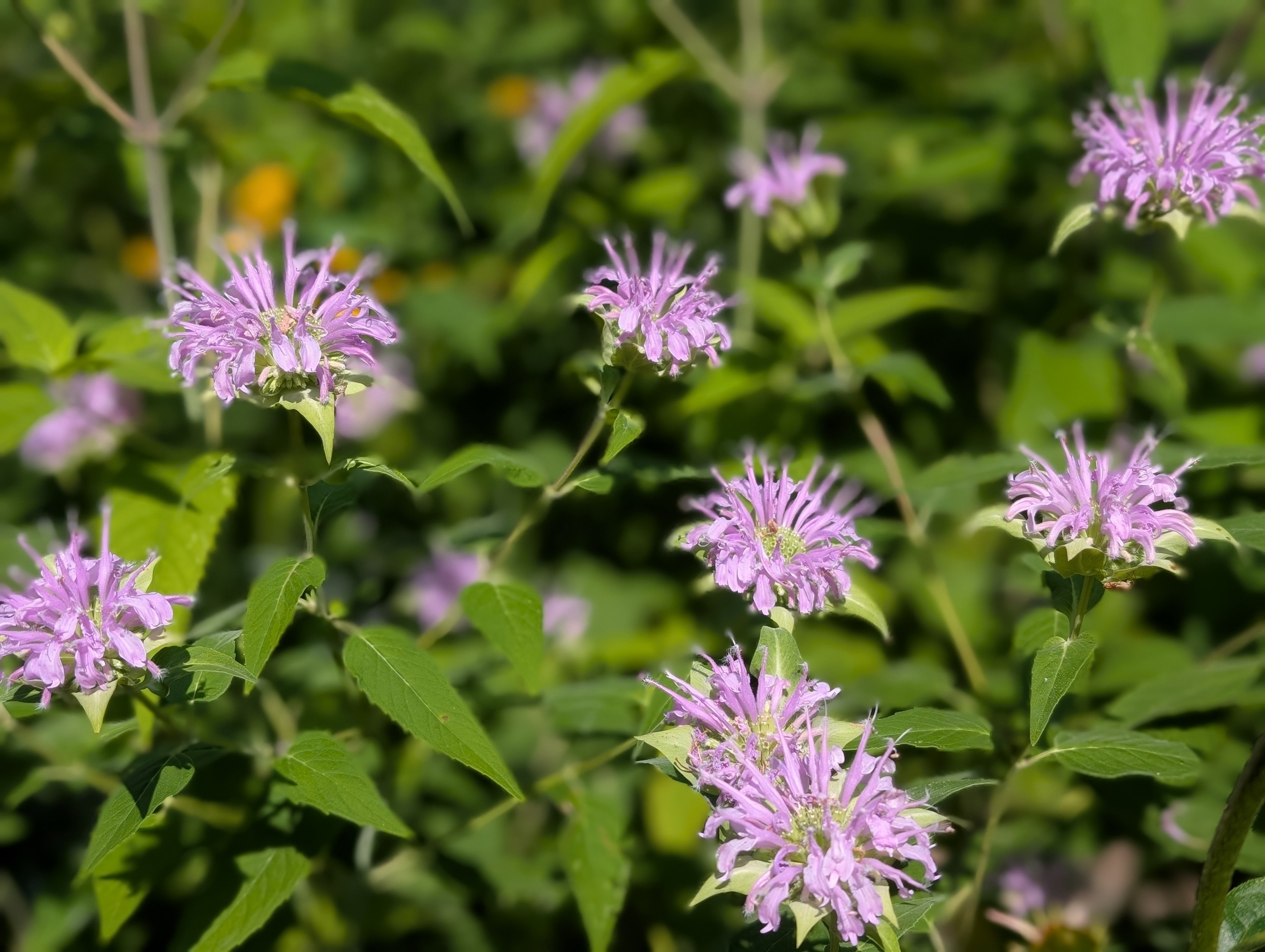 Wild bergamot, lots of lilac blooms