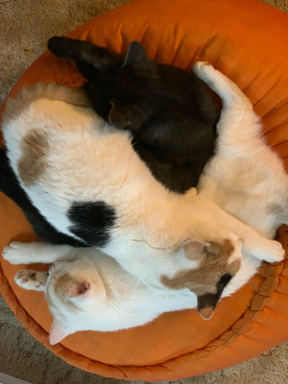 a pile of three kittens sleeping on an orange cushion - Lainey the caluco, her white sister and black brother Floyd