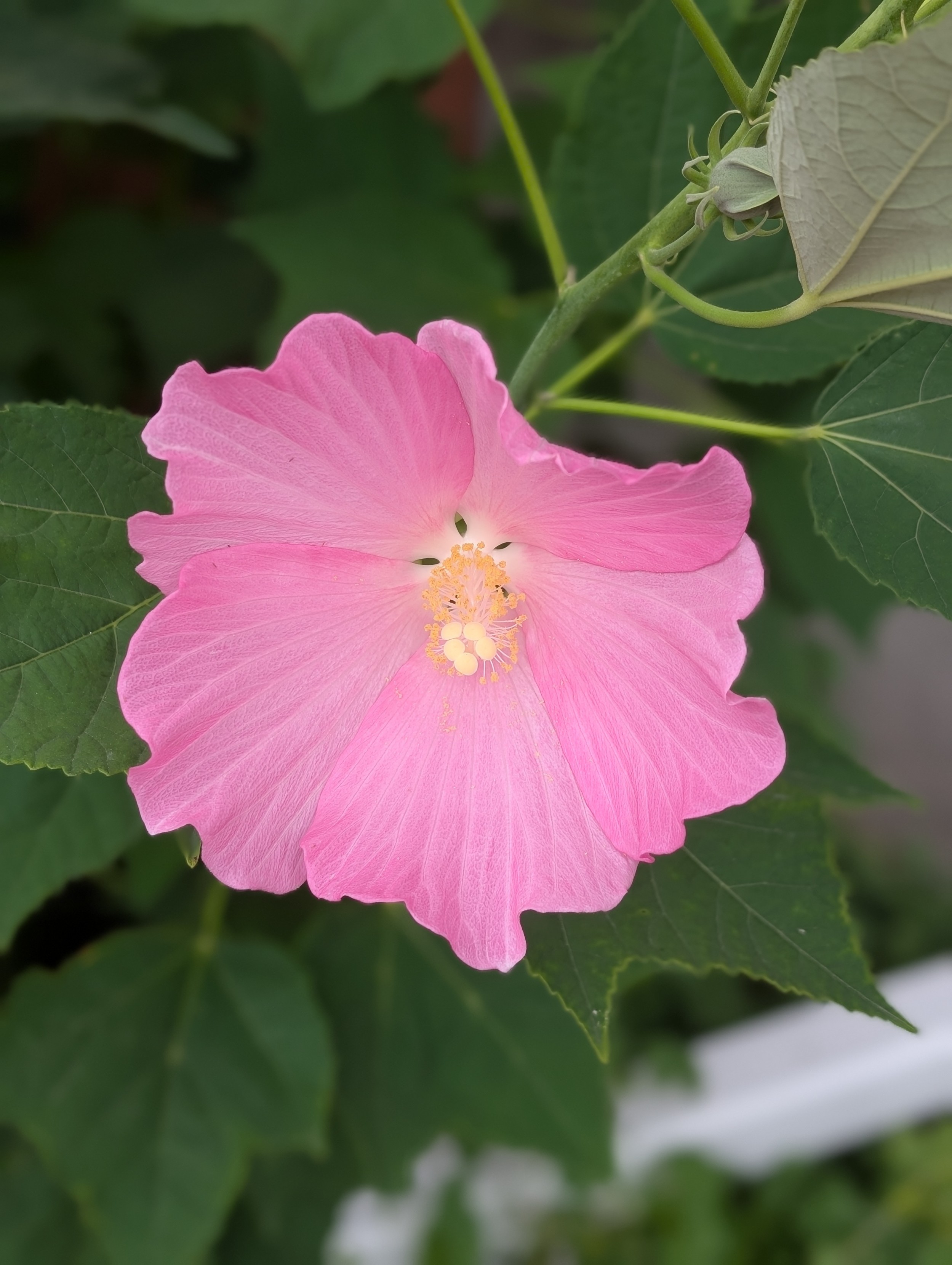 A huge pink flower (almost as big as my hand)