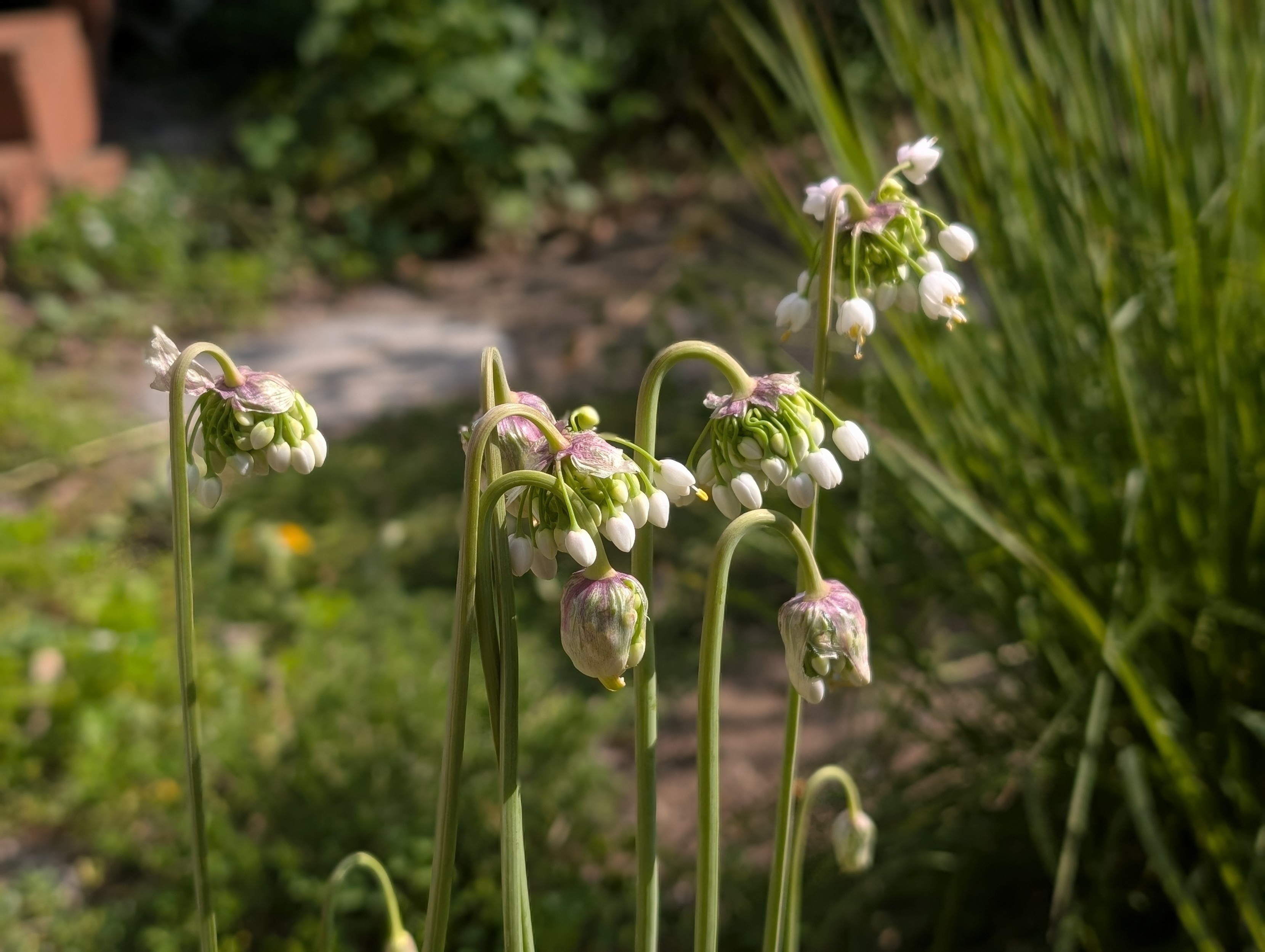 Lots of little clusters of white blooms, all facing downwards