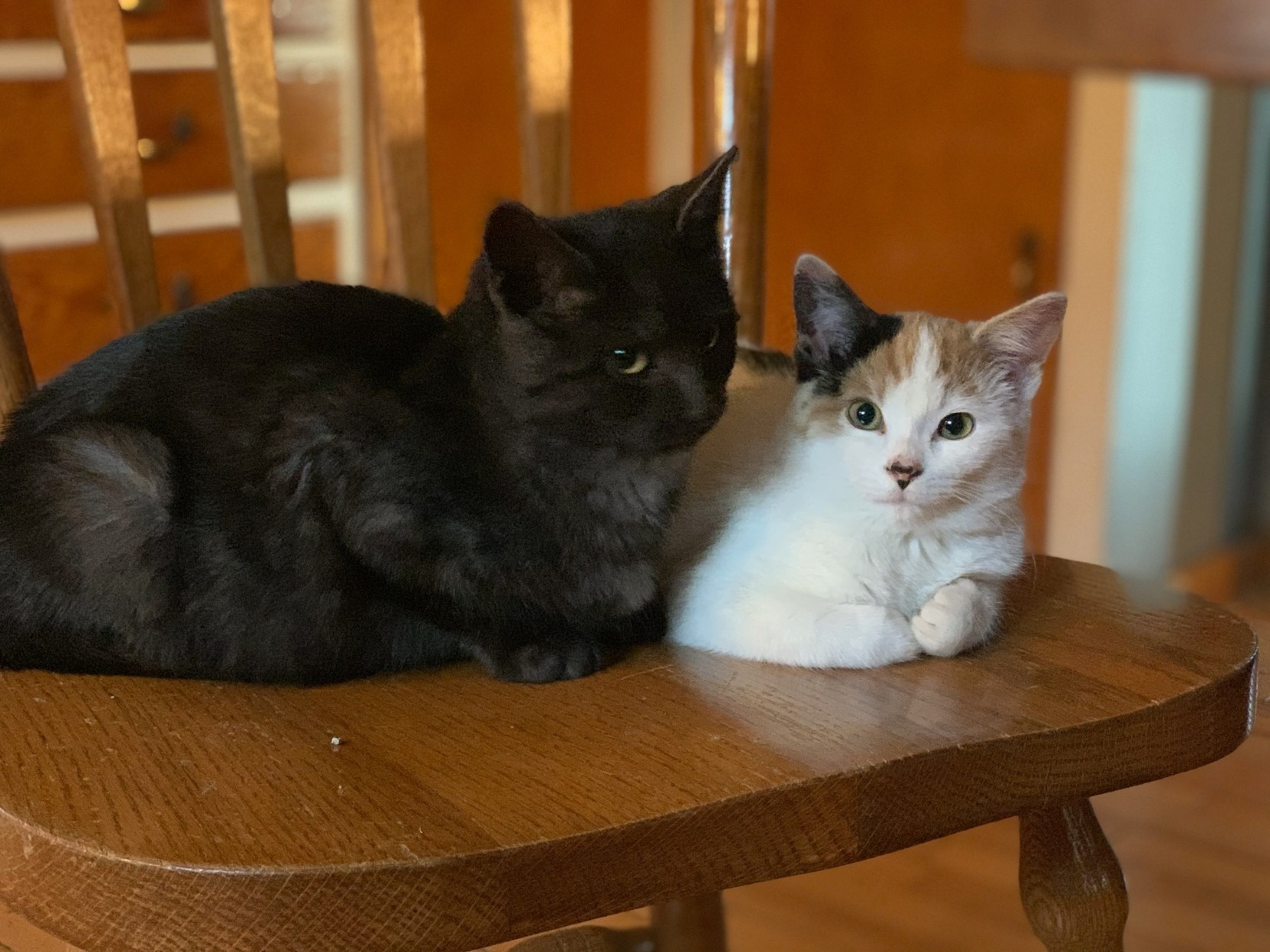 Lainey the calico cat loafing on a wooden chair next to her brother, a totally black cat named Floyd, who was the sweetest lover.  Lainey is looking at the camera amd her left front paw is curled up a bit.