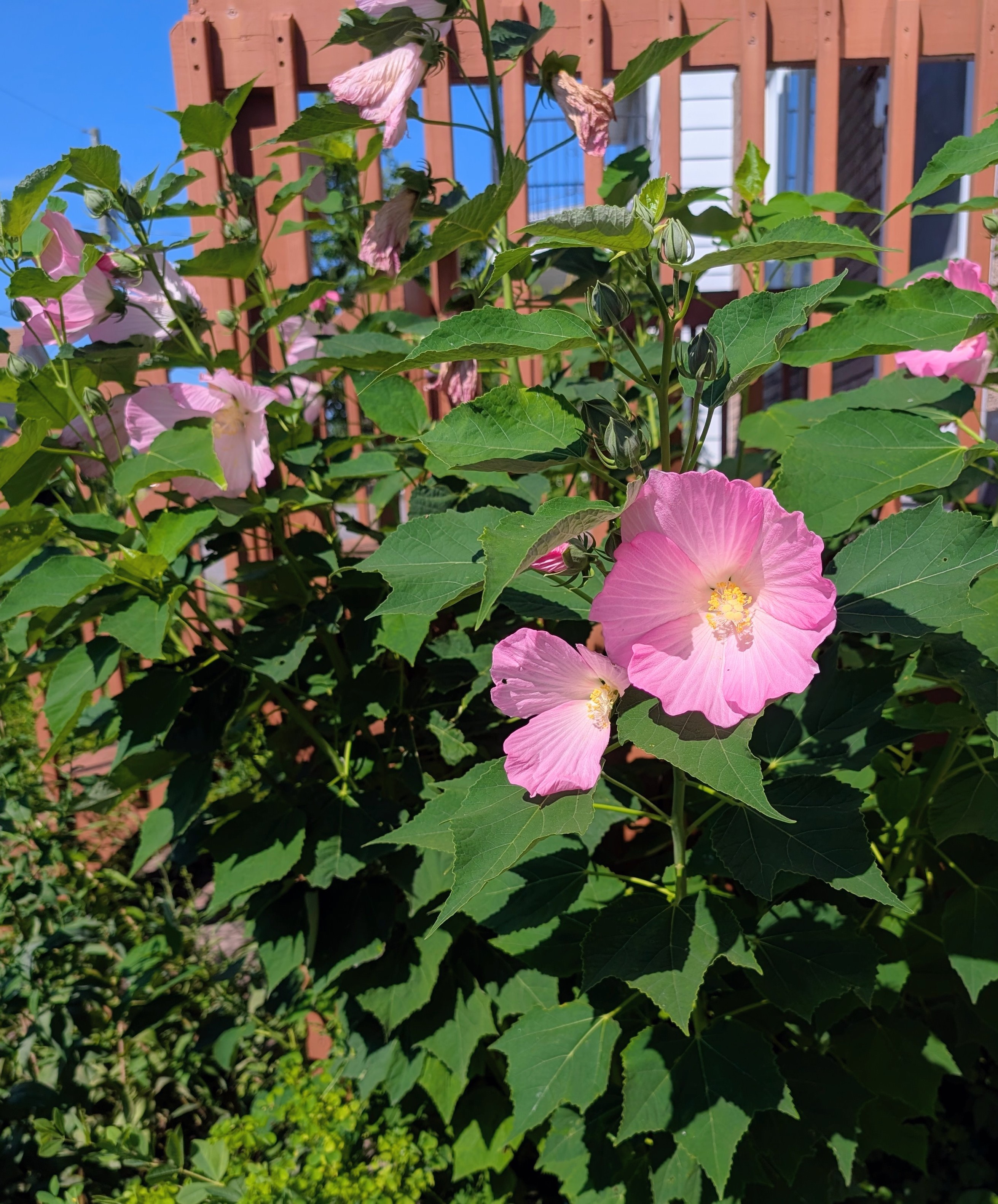 A multiple feet tall plant, with a few huge pink flowers