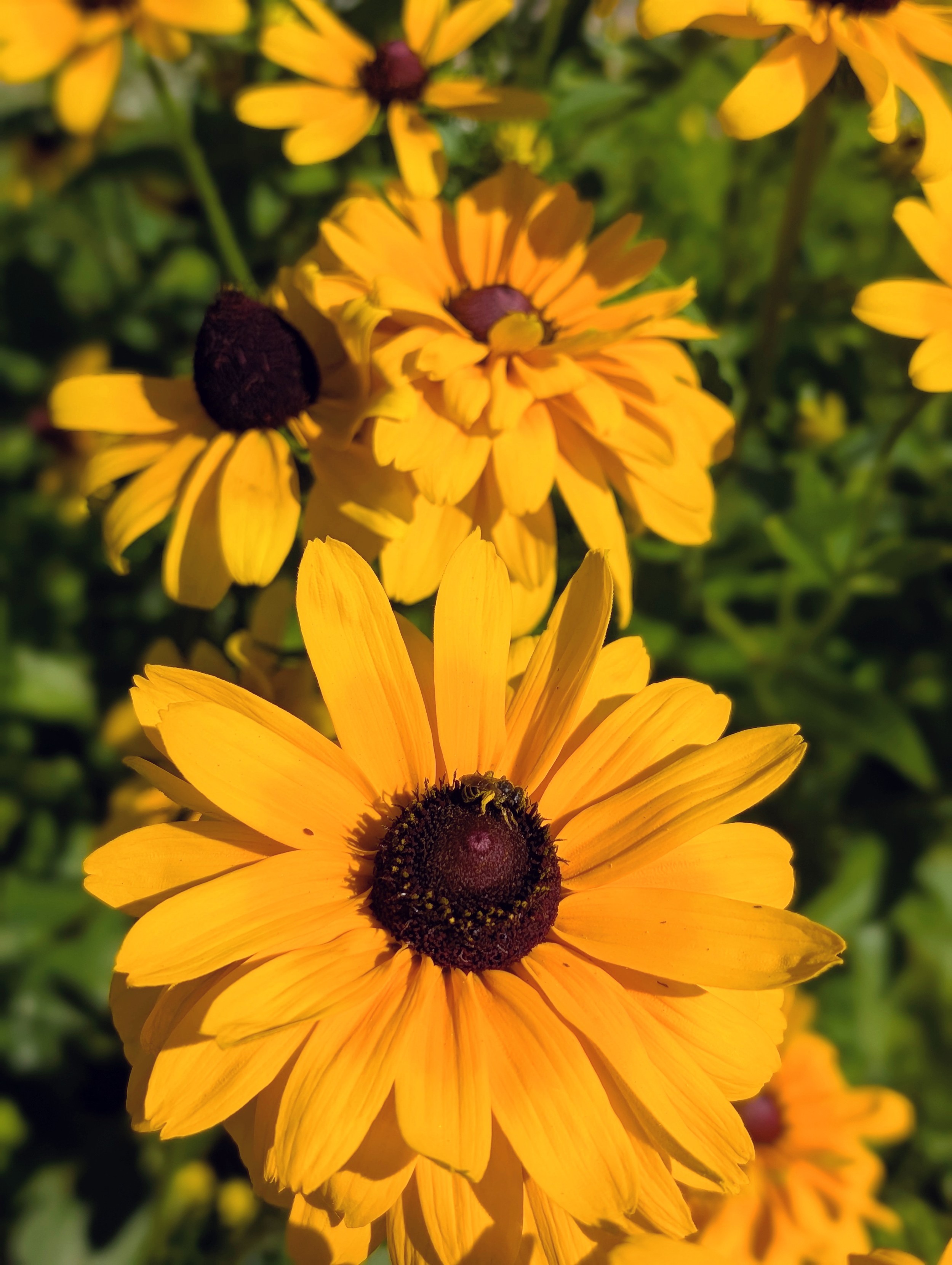Multiple yellow blooms with multiple layers of yellow petals and a big brown center. A little pollinator is on one of them
