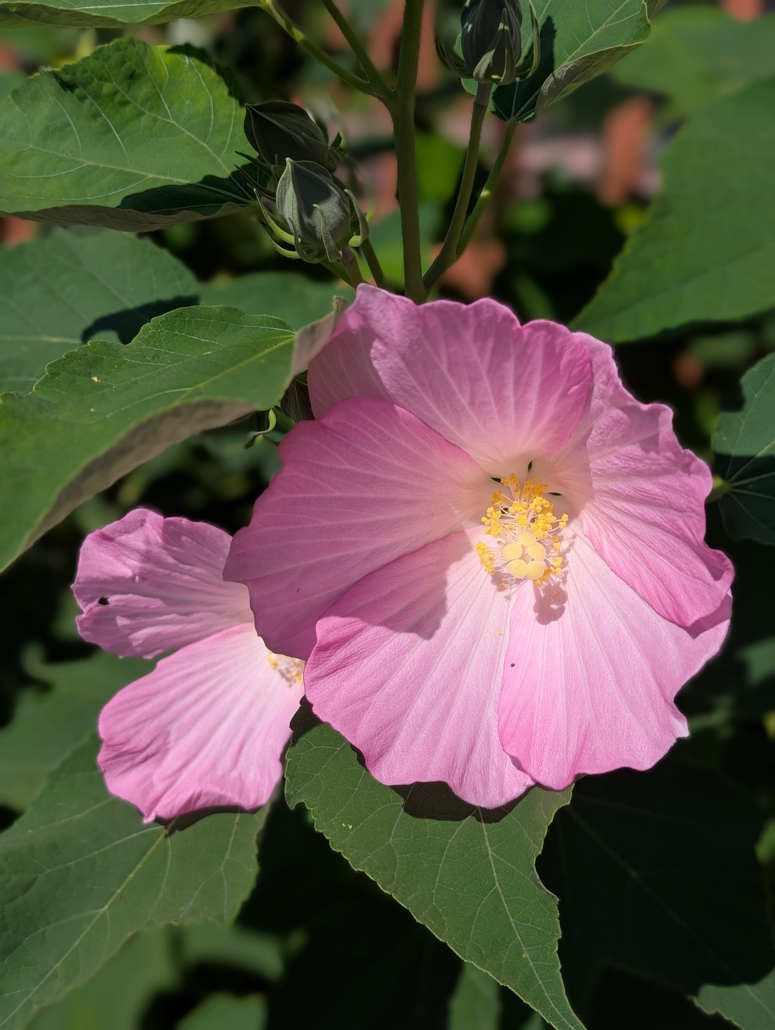 Close up on two rose mallow blooms, pink with yellow centers