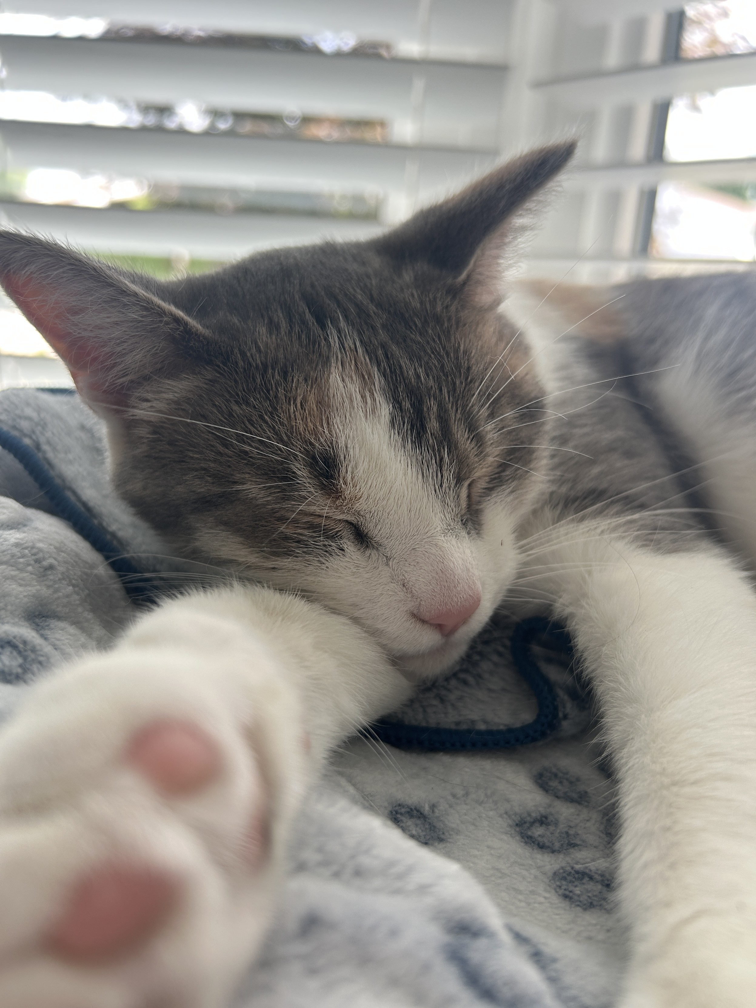 A dilute calico cat sleeping on her tower with blinds behind her. Behind the blinds is a view of the bee balm.