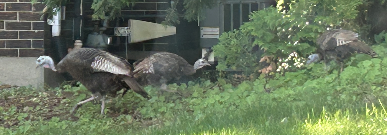 Turkeys on a suburban lawn in our neighbourhood.