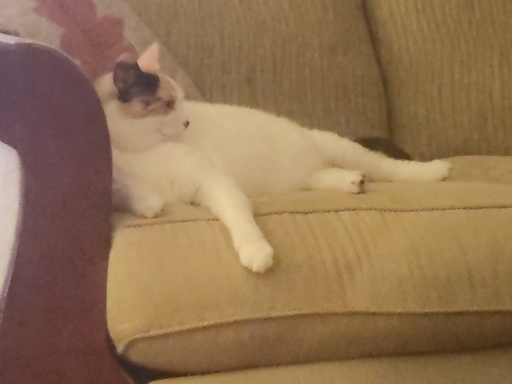 Lainey the calico cat lounges sideways on a sofa, one front paw extended in front of her like a movie star from the 50's, while she looks to the side